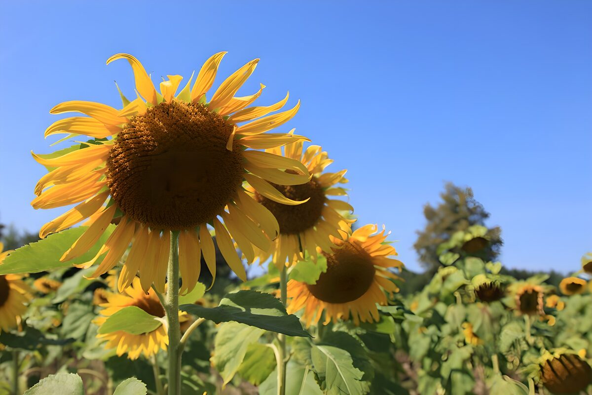 TPFR79787: Champs de tournesols en été
