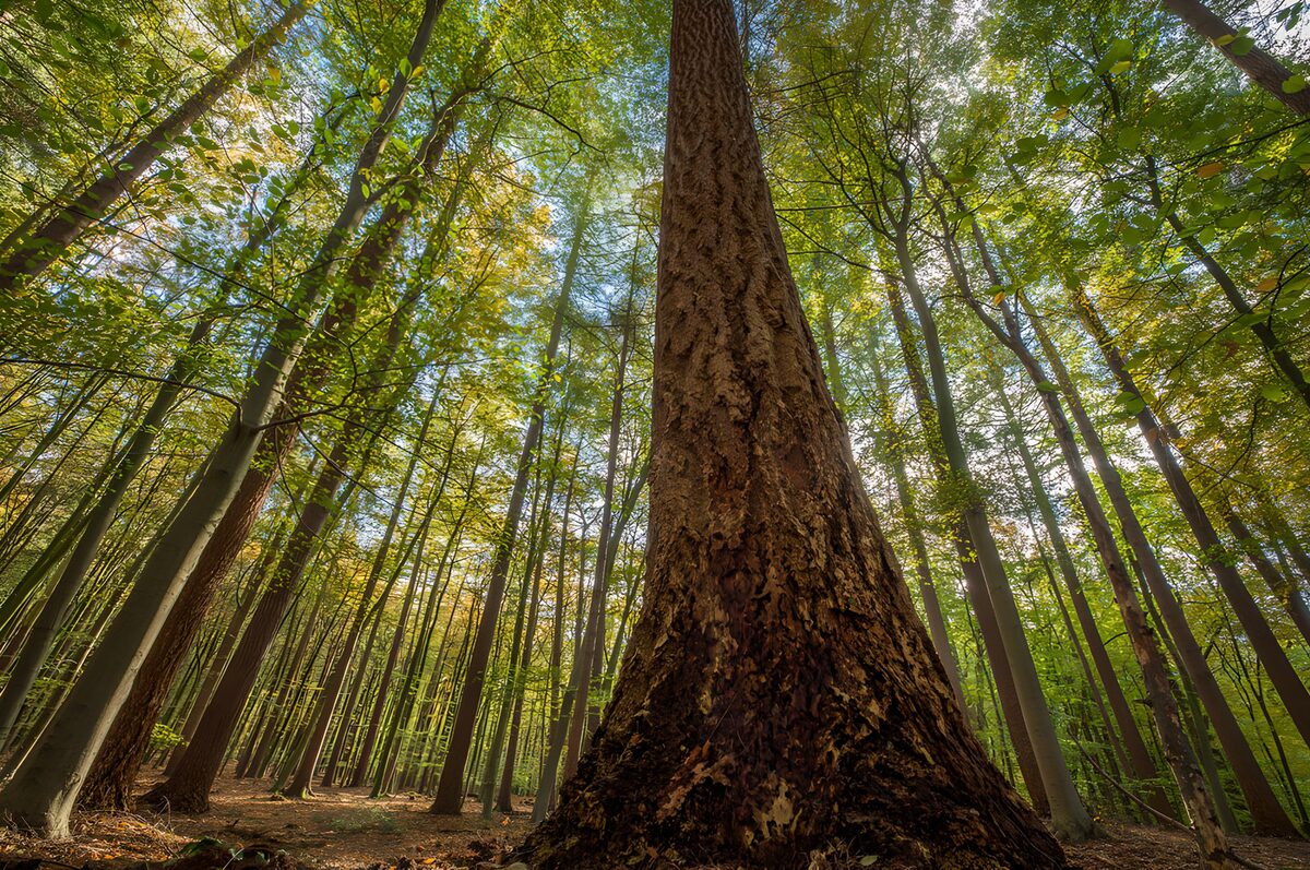Une forêt verdoyante et majestueuse