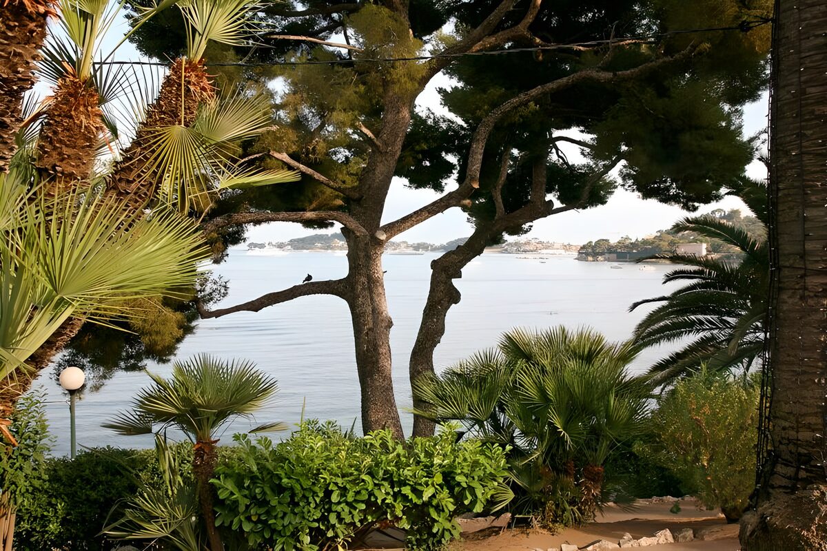TPFR33508: Échappée de vue à travers des arbres sur la mer
