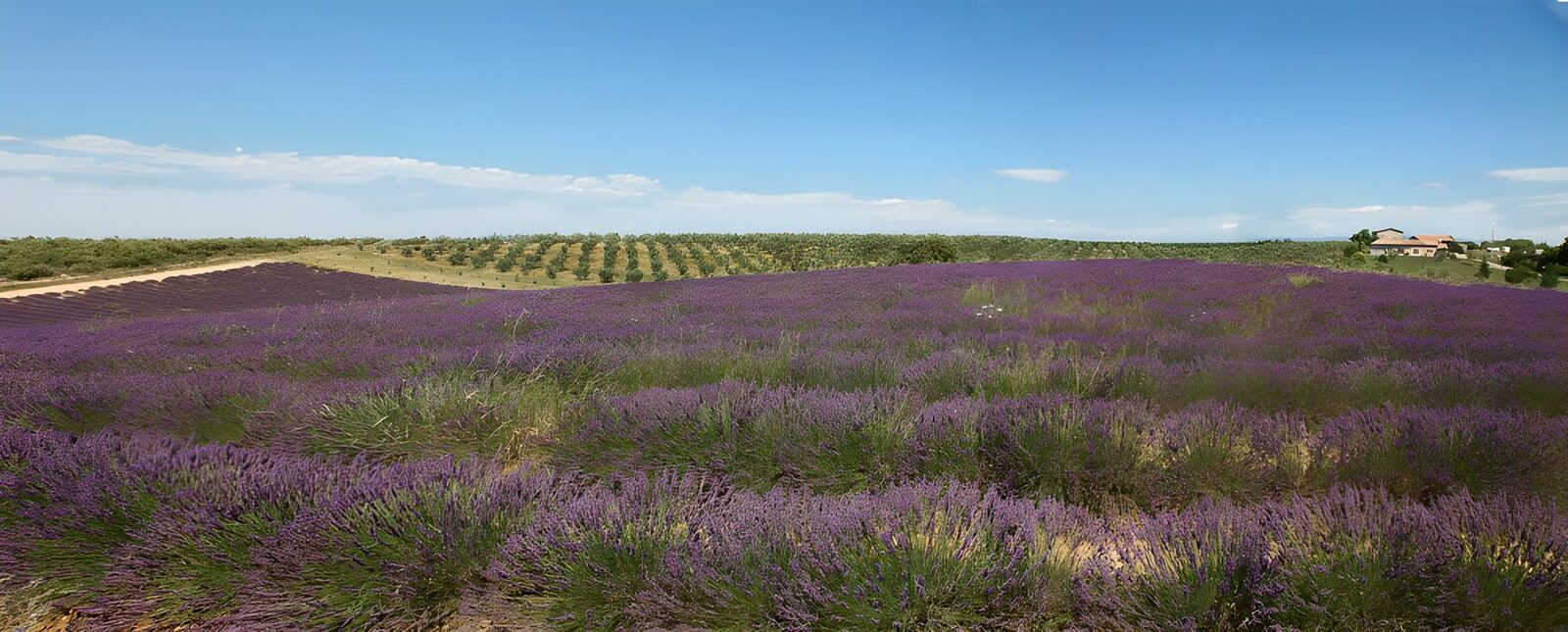 TPFR65995: Champs de lavande en Provence
