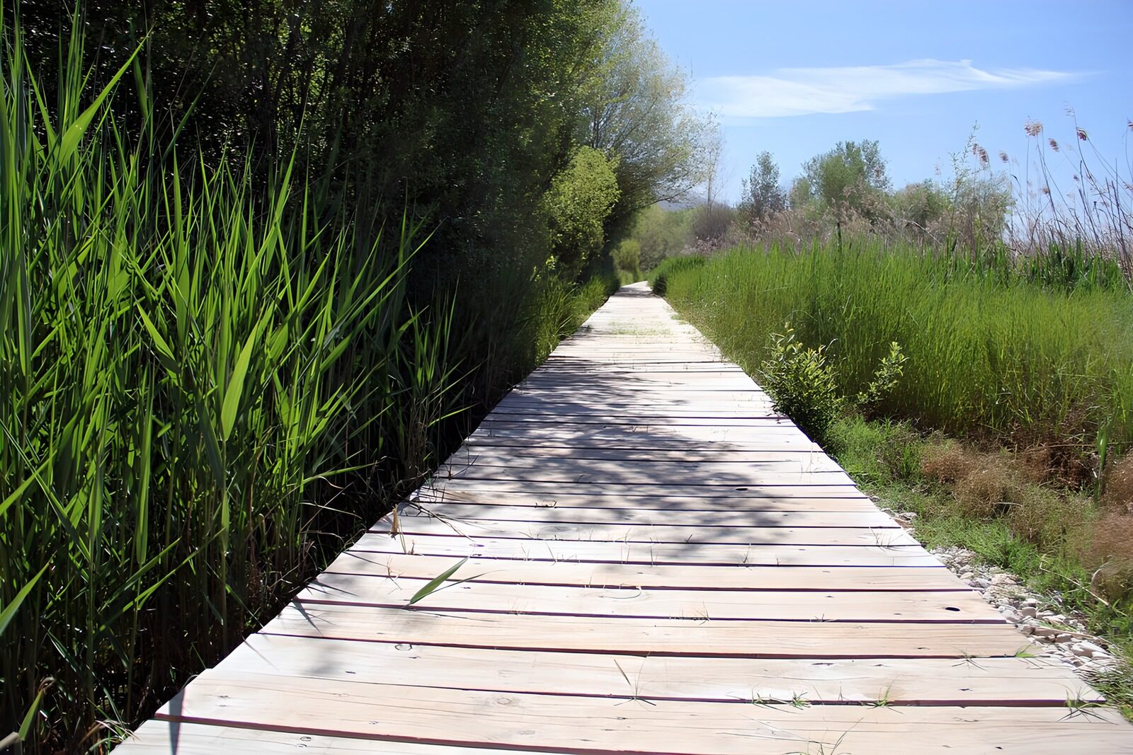 TPFR15262: Sentier paisible en pleine nature
