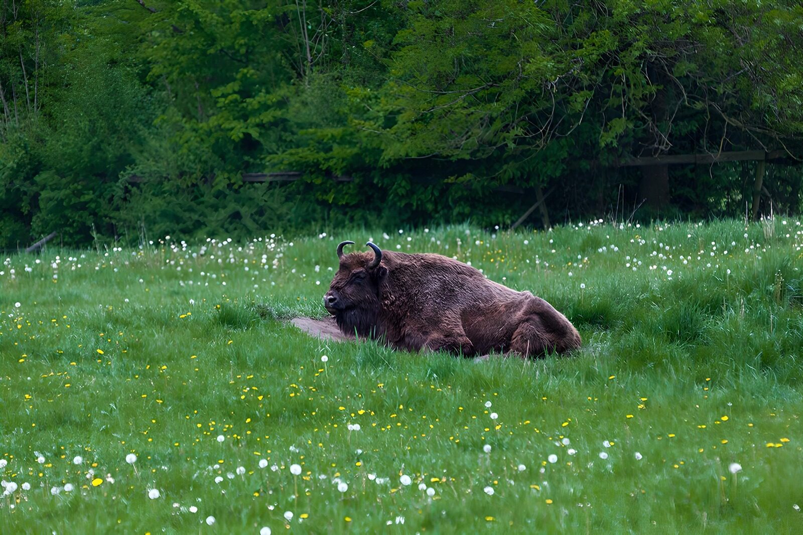 TPFR32089: Bison paissant dans un champ verdoyant