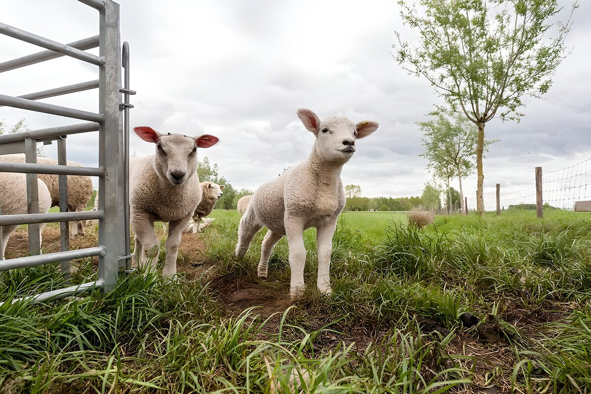 TPFR90760: Mignons agneaux dans un pré verdoyant