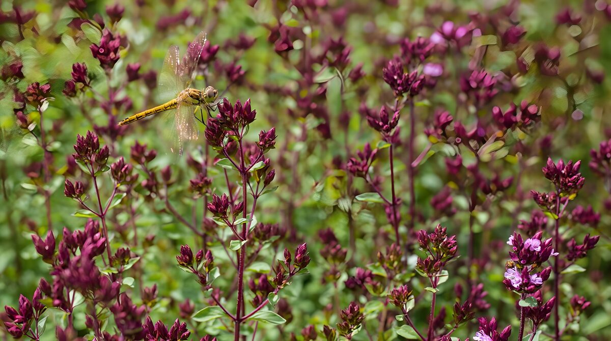 TPFR42906: Libellule sur des fleurs violettes