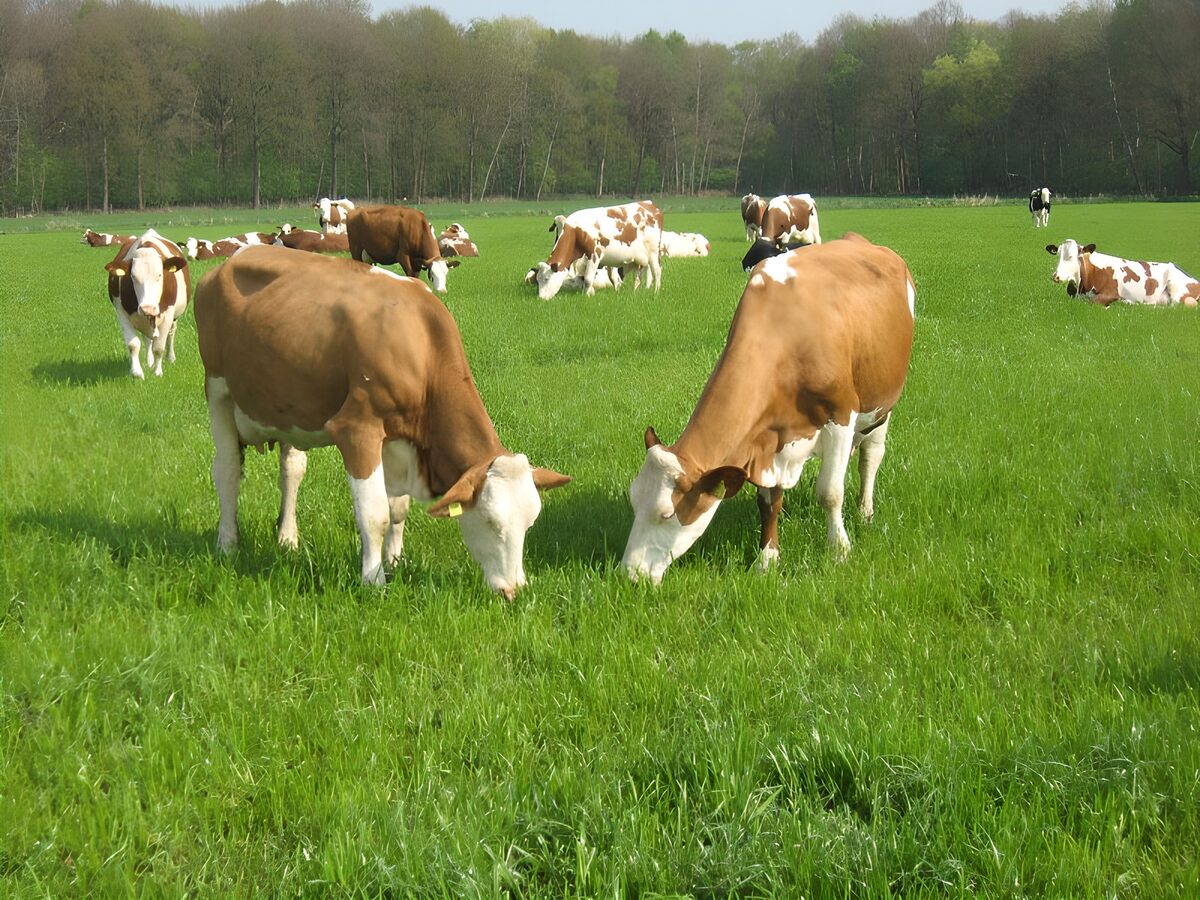 TPFR28354: Vaches 3