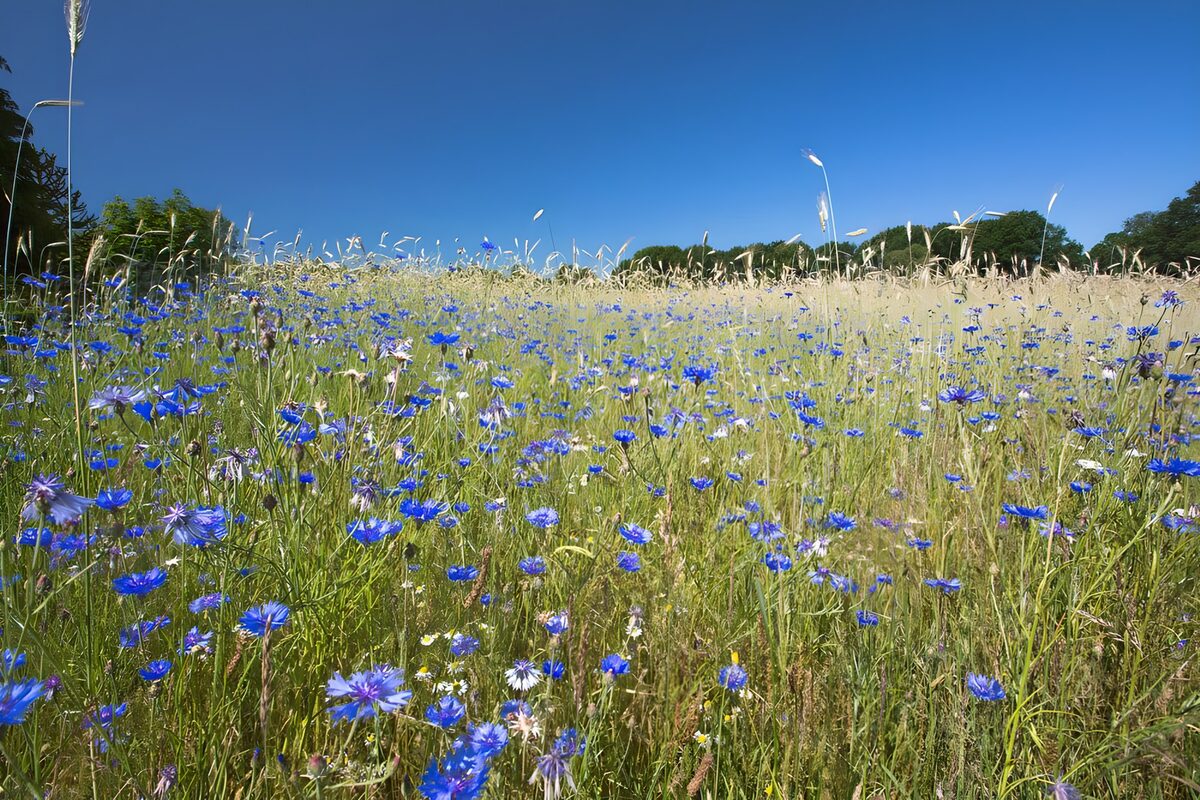 Prairie de fleurs sauvages en été