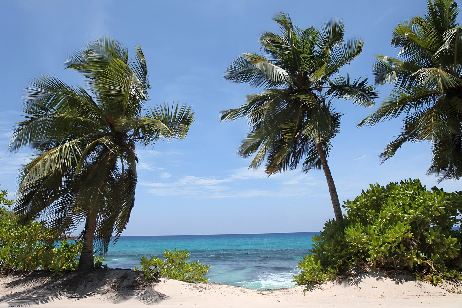 TPFR75004: Plage paradisiaque aux palmiers