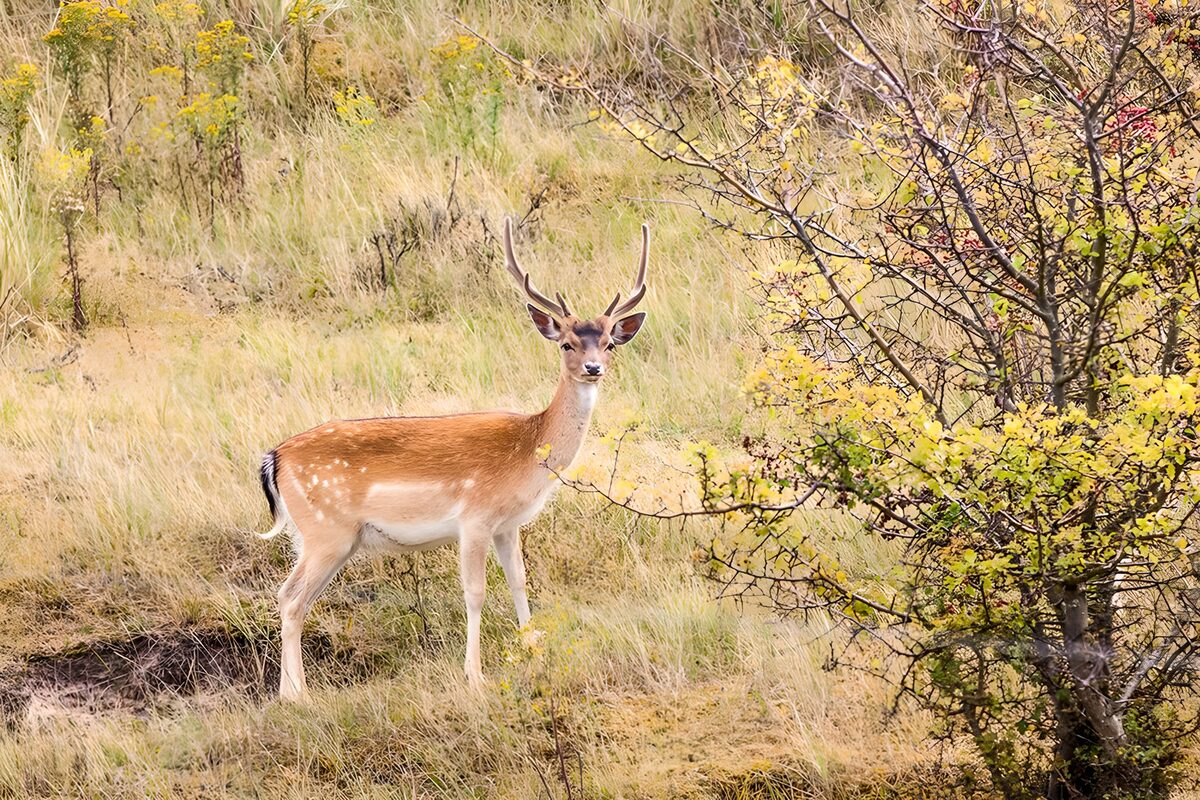 TPFR61452: Un cerf majestueux dans la nature