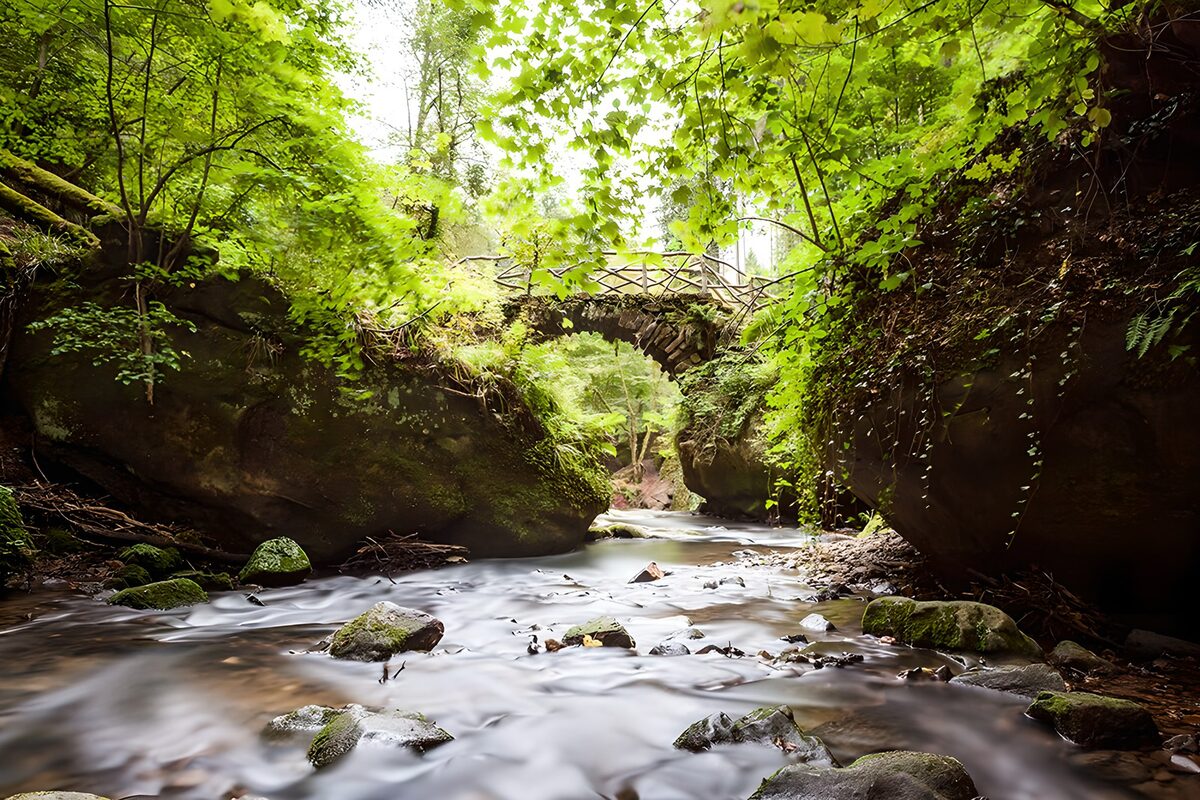 Pont naturel au cœur de la forêt
