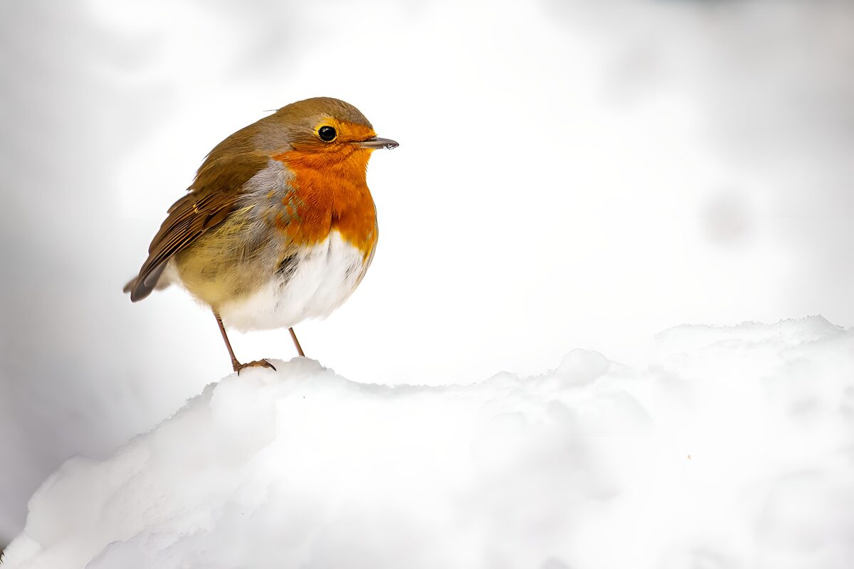 TPFR42951: Rouge-gorge dans la neige