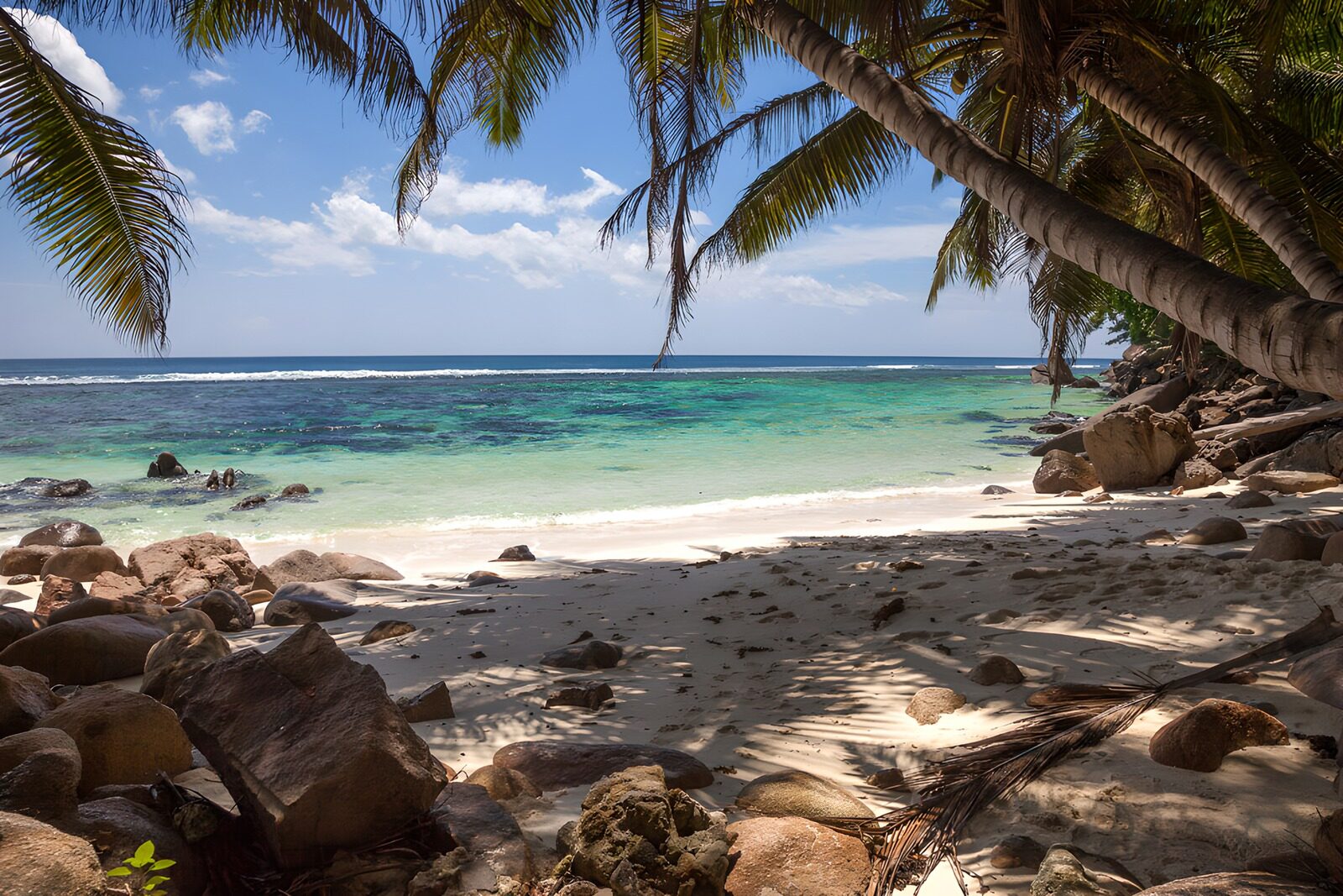 TPFR67290: Plage paradisiaque sous les palmiers