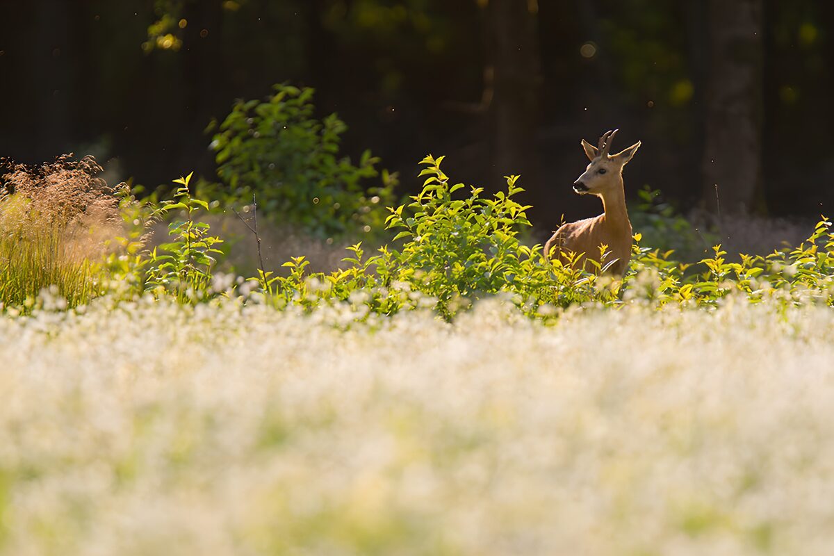 Cerf dans la verdure ensoleillée