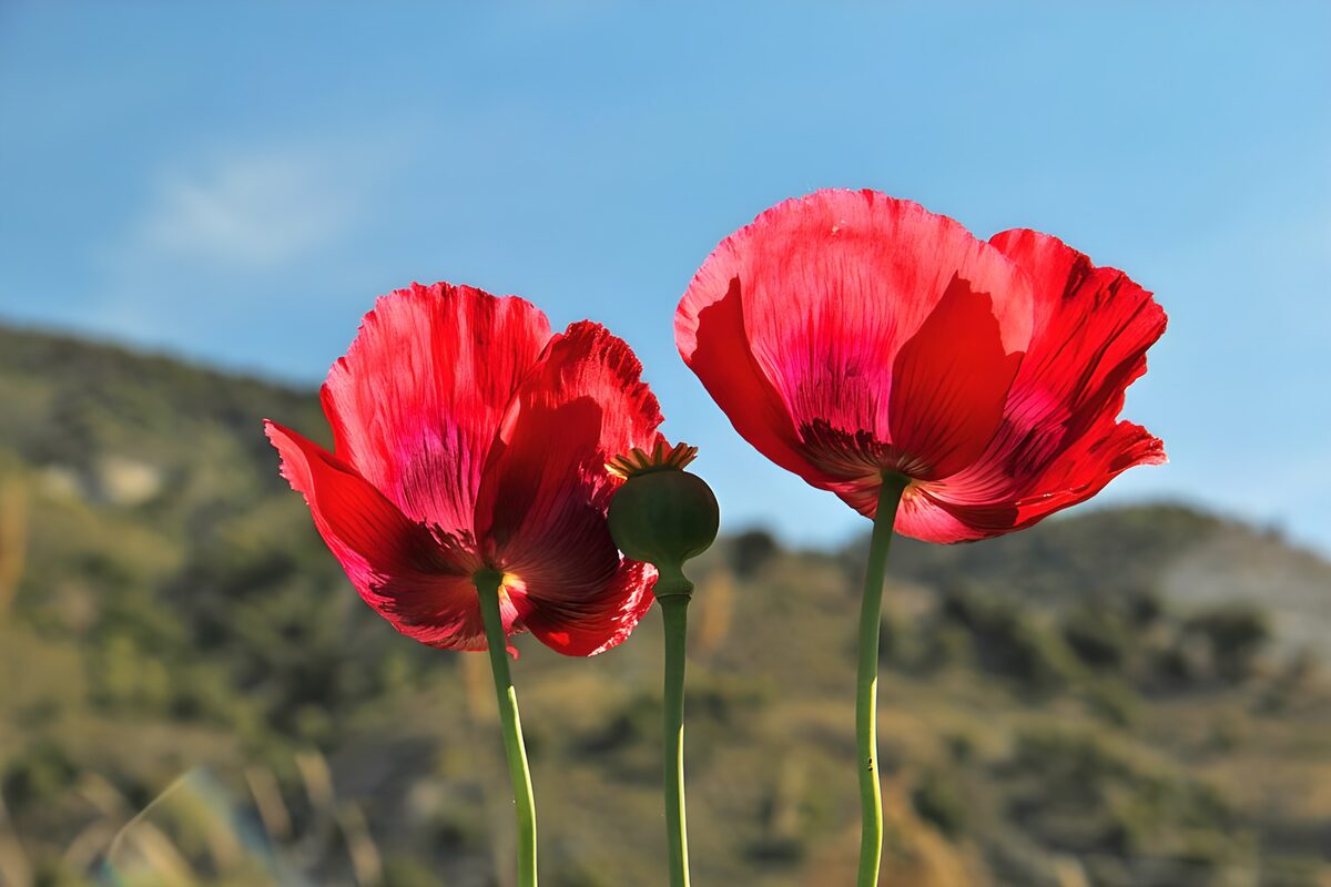 TPFR49855: Fleurs de pavot sous le ciel bleu