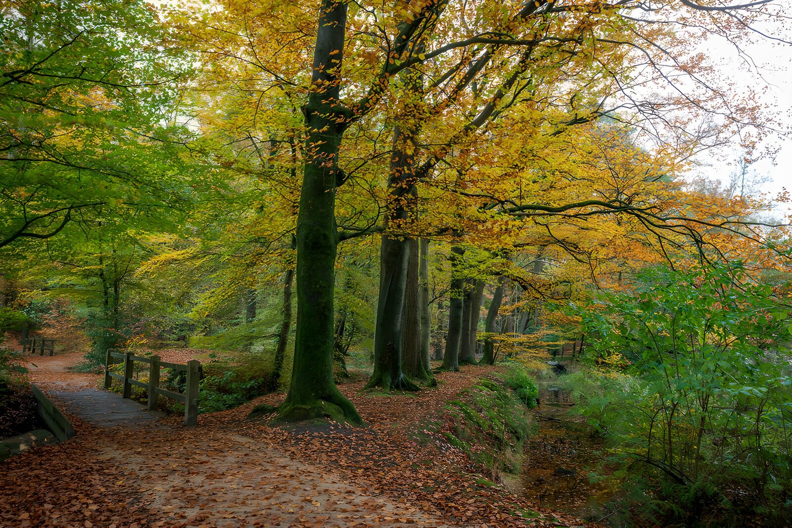 TPFR50041: Sentier paisible en automne