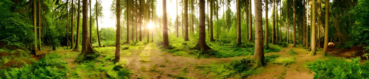 TPFR13263: Forêt verdoyante au lever du soleil