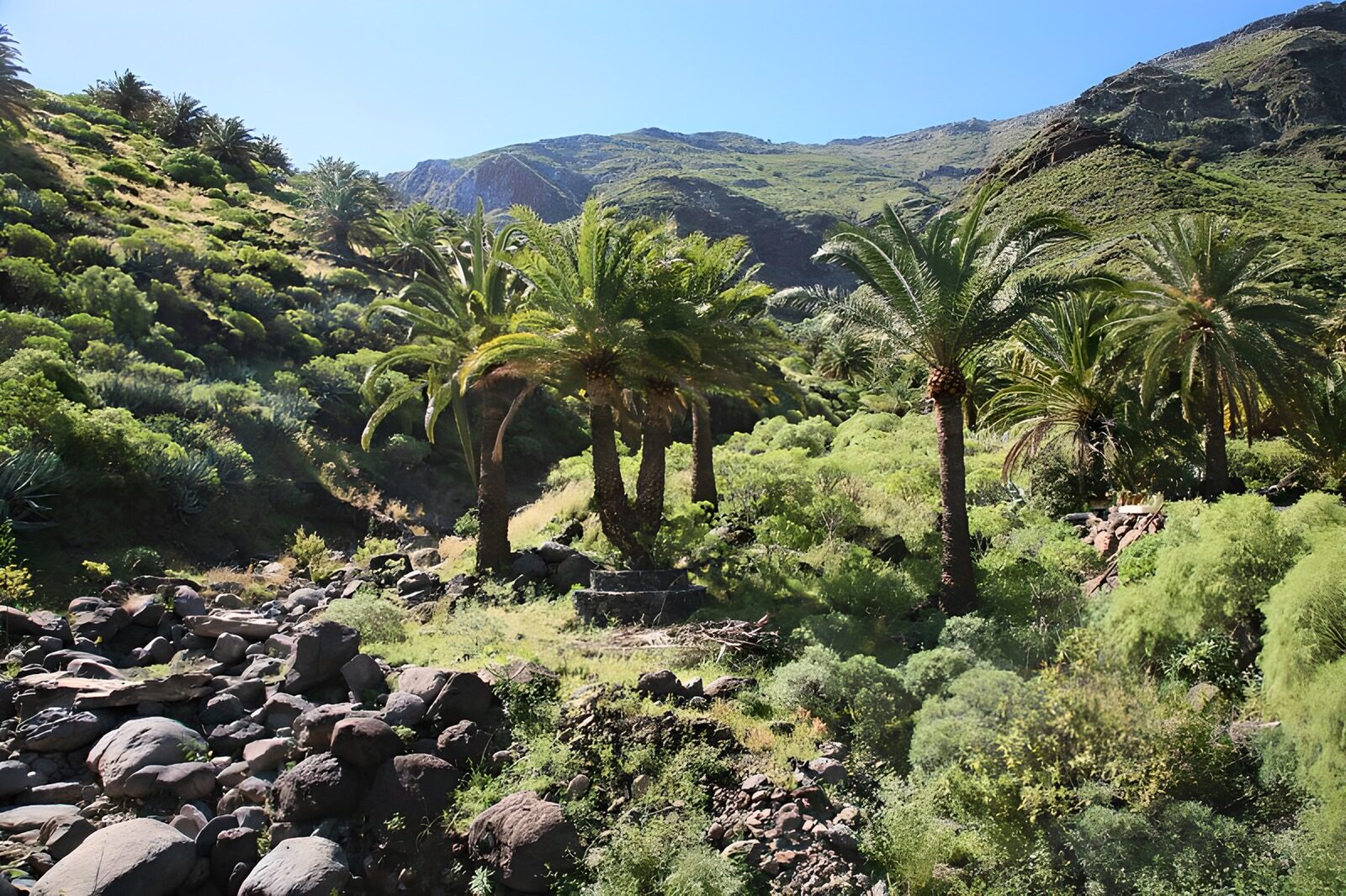 TPFR24611: La Gomera 33