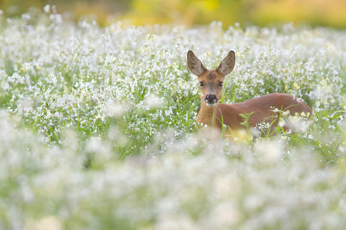 Faon dans un champ fleuri