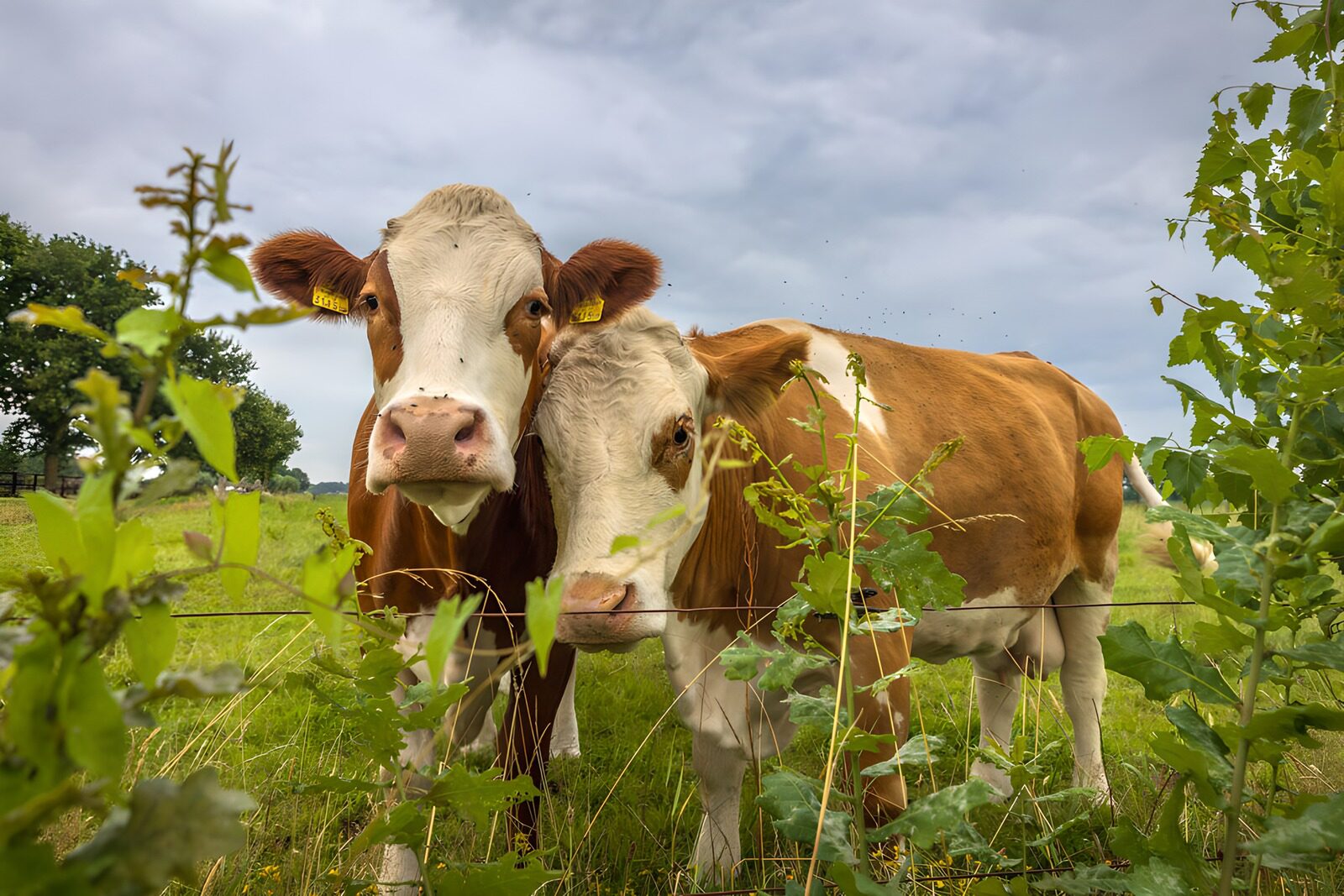 TPFR59279: Deux vaches curieuses dans le jardin