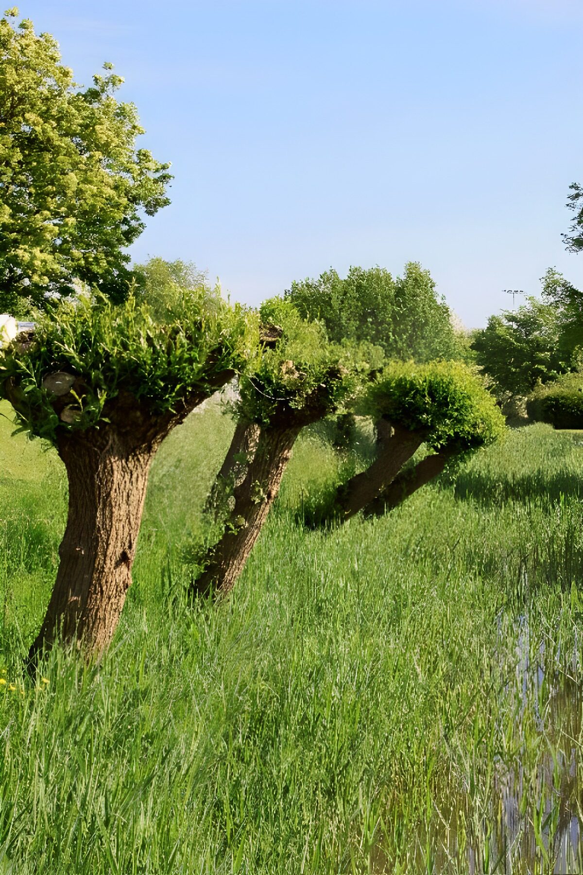 TPFR87217: Arbres taillés au bord de l'eau