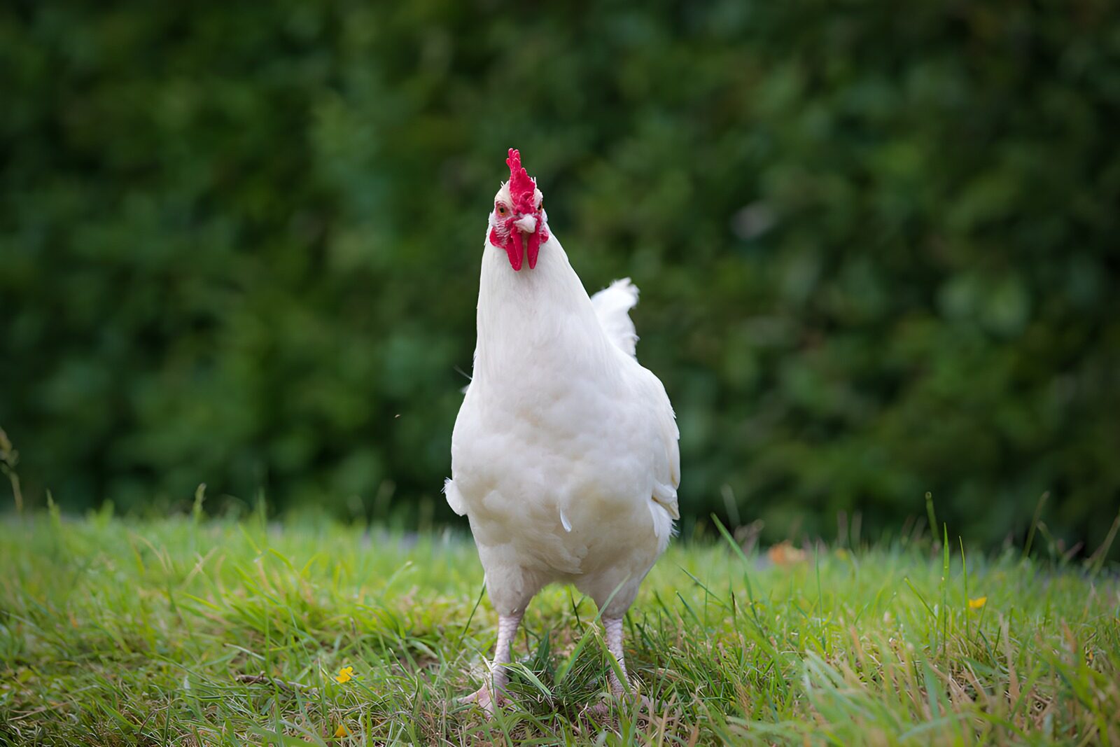 TPFR55132: Poule blanche dans le jardin