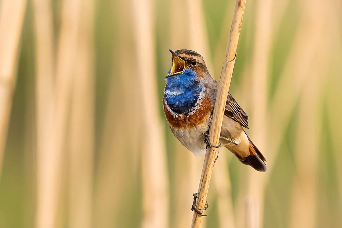 TPFR47518: Un oiseau chante dans les roseaux