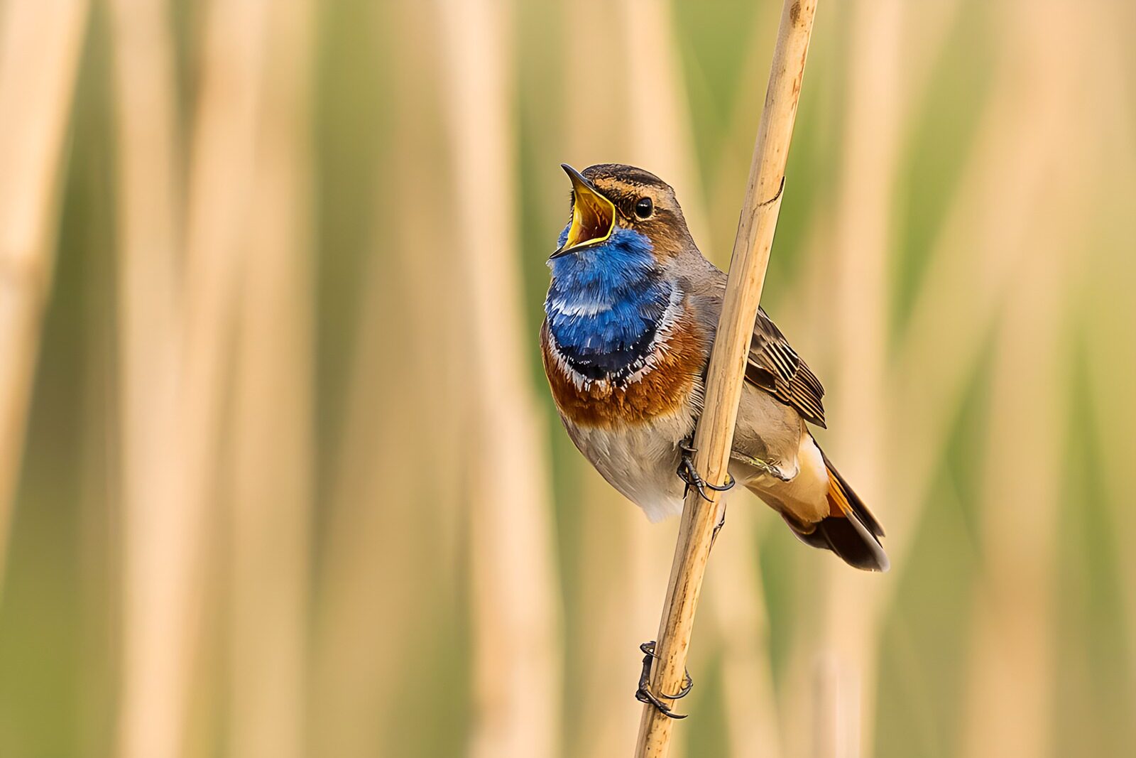 TPFR47518: Un oiseau chante dans les roseaux