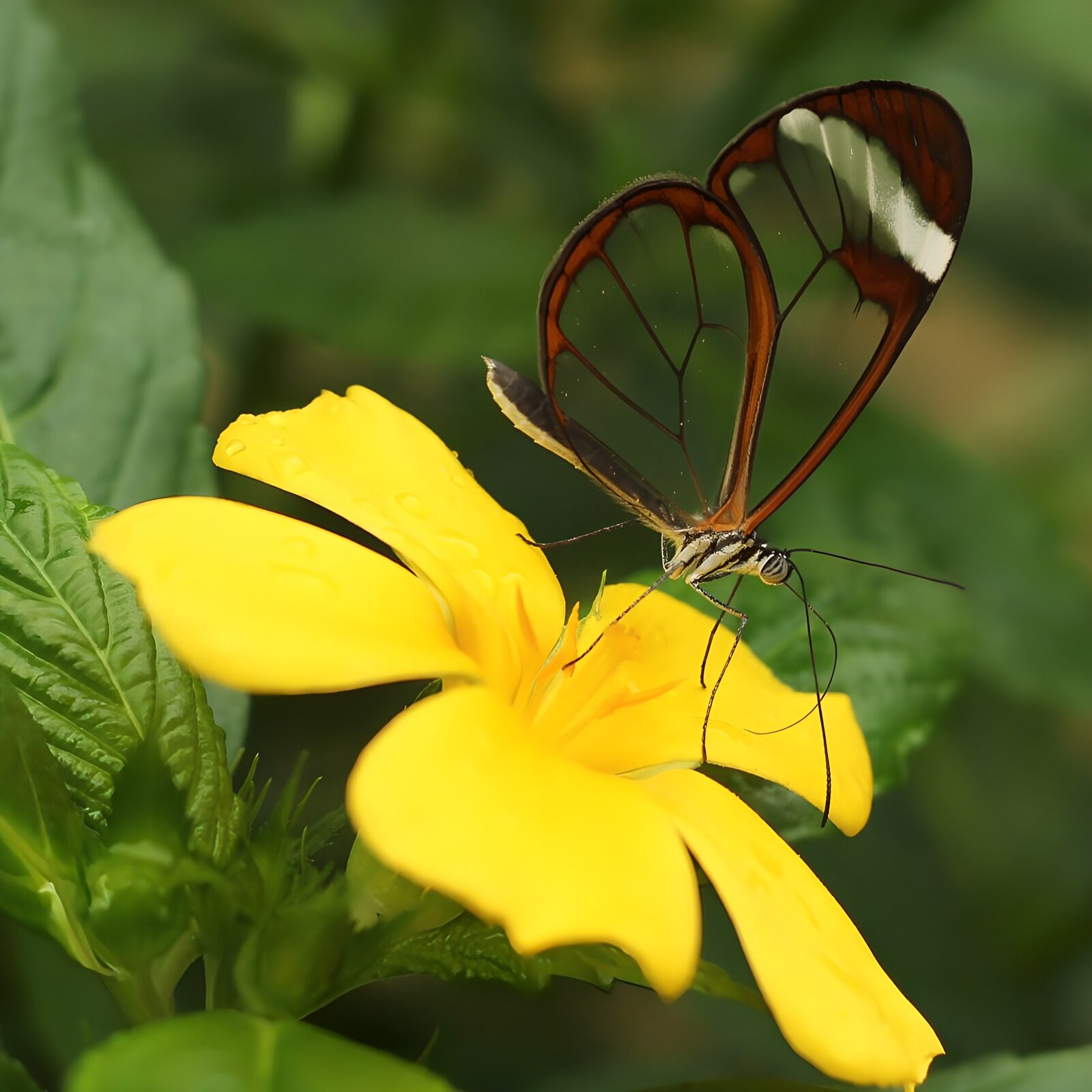 TPFR37525: Papillon transparent sur une fleur jaune