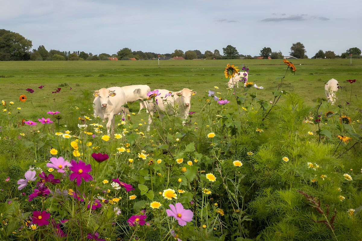 TPFR98090: Vaches dans un champ de fleurs sauvages