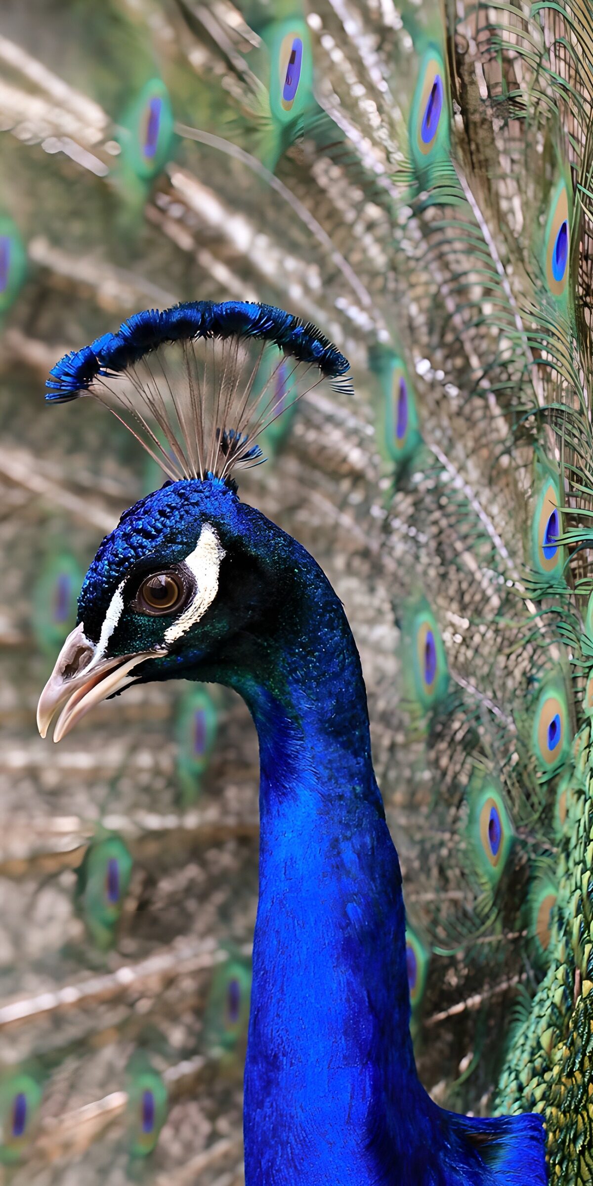 TPFR48685: Paon majestueux aux plumes colorées
