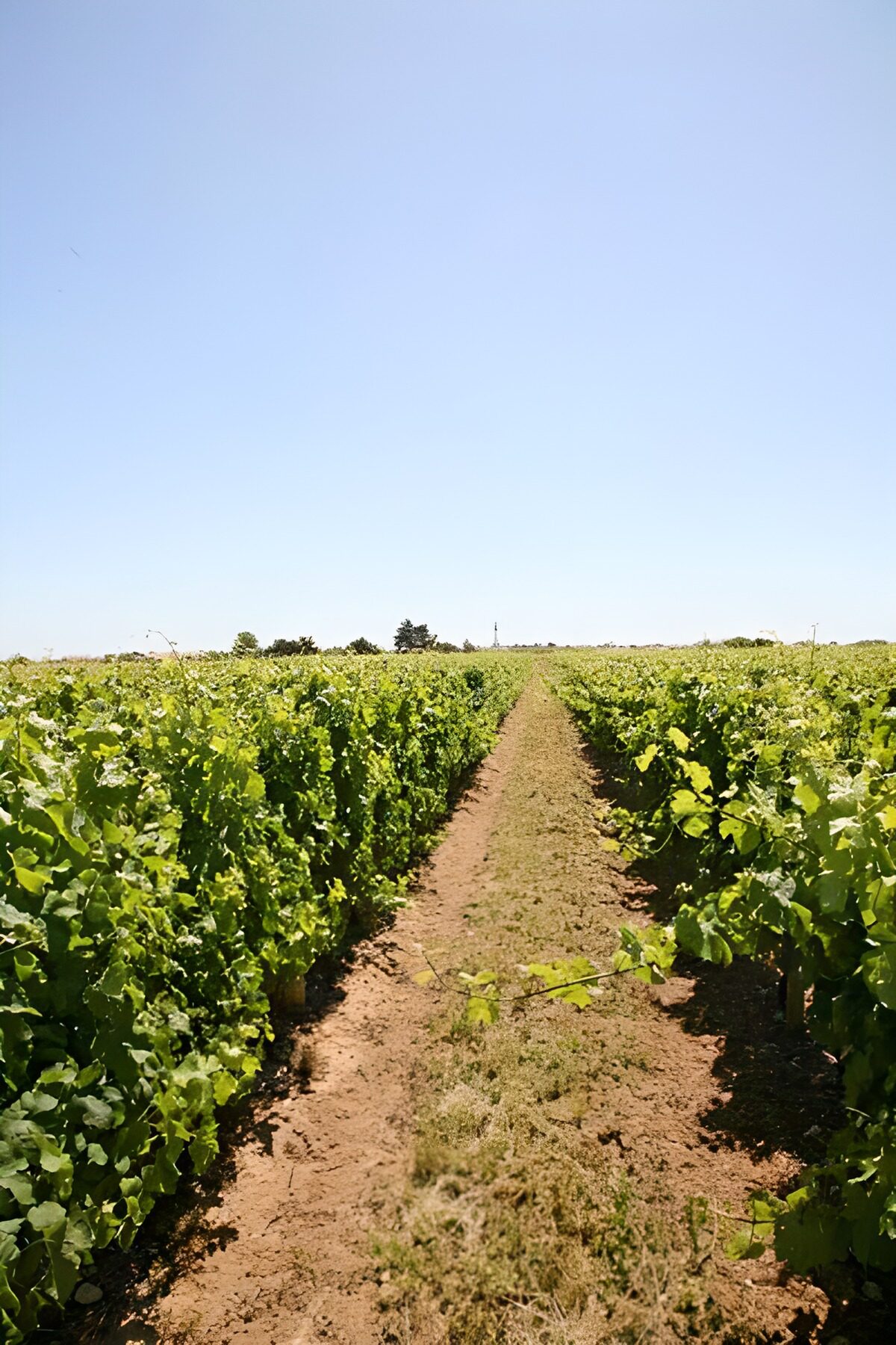 TPFR19336: Allée de vignoble