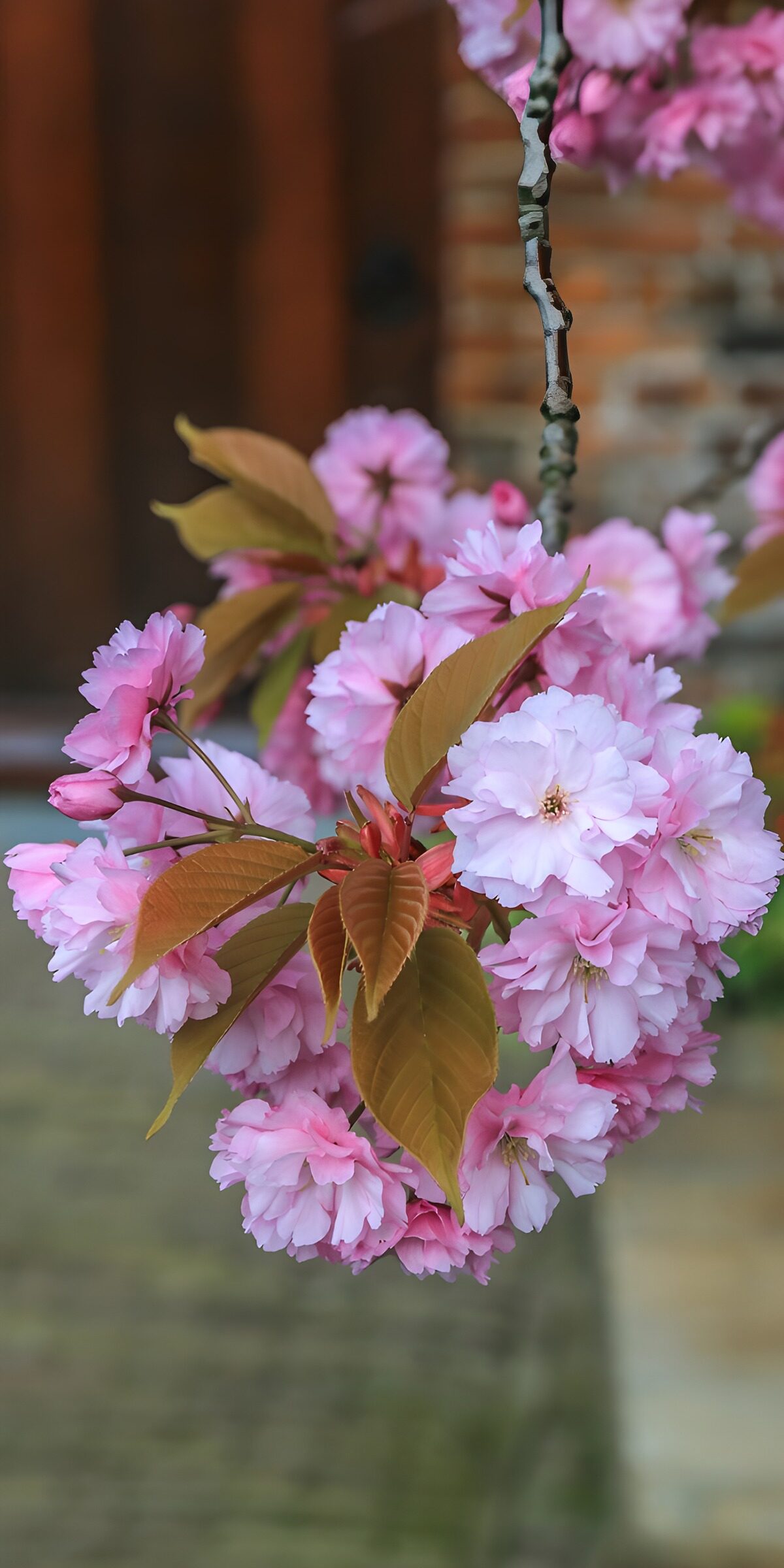 TPFR30657: : Fleurs de cerisier en pleine floraison