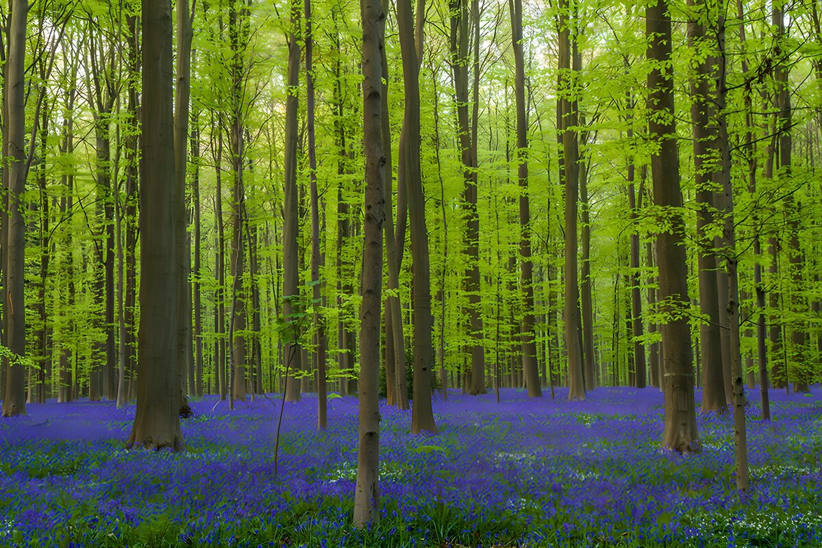 TPFR99289: Forêt enchantée au printemps