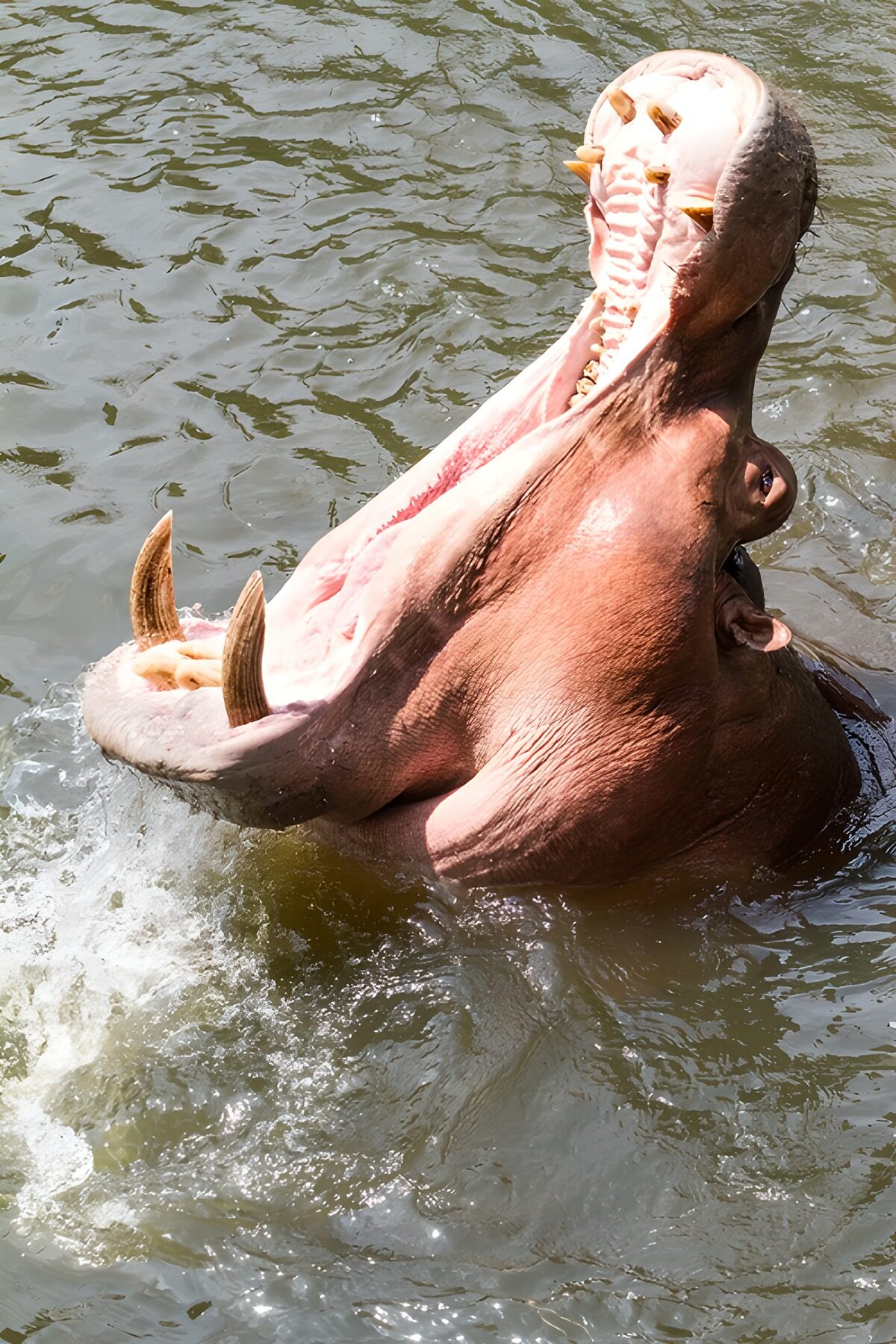 TPFR30472: Hippopotame émergent d'une étendue d'eau