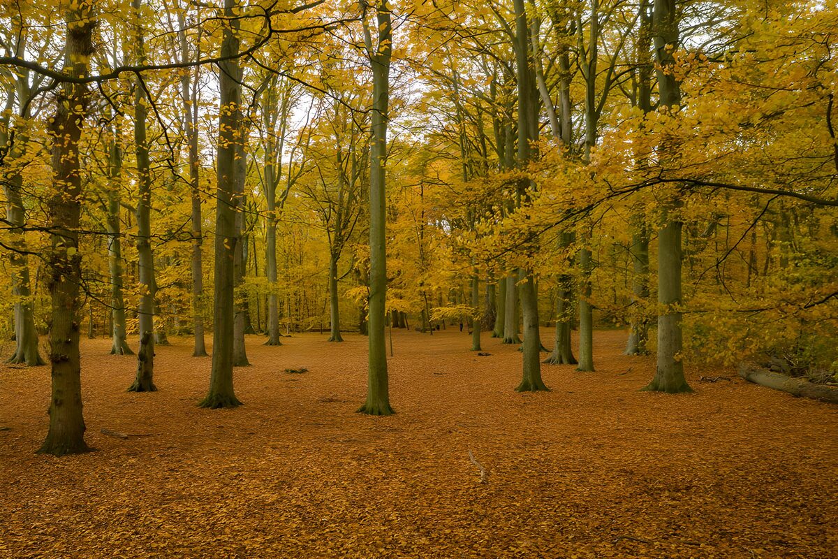 TPFR61874: Forêt dorée en automne