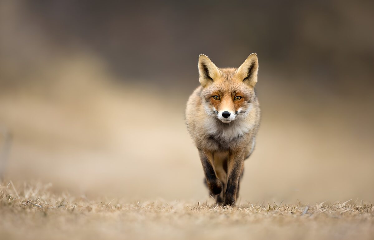 TPFR91378: Renard en marche