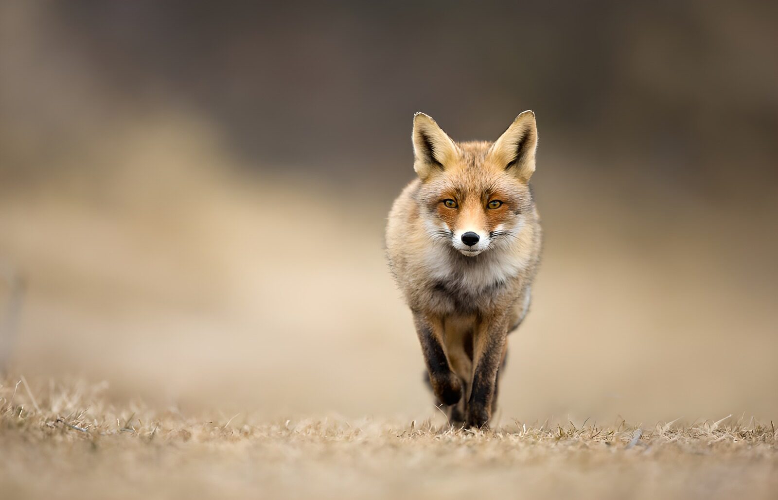 TPFR91378: Renard en marche