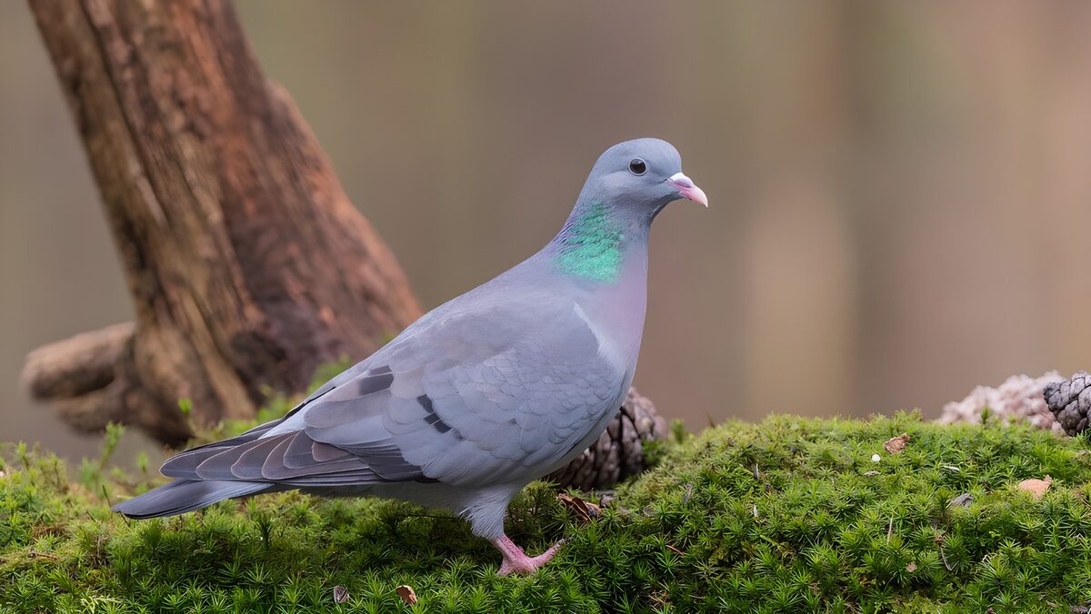 TPFR76434: Pigeon des bois sur la mousse