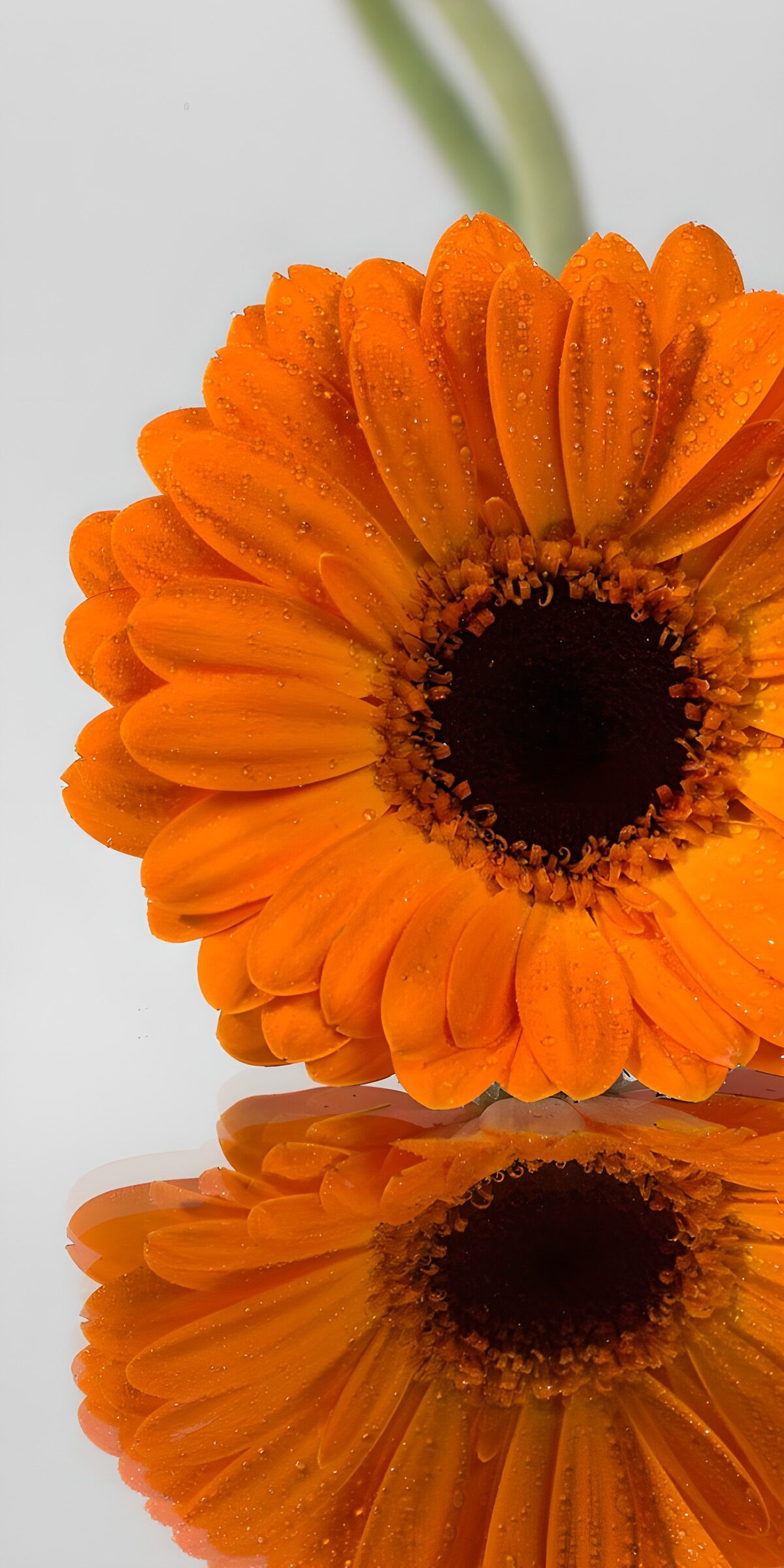TPFR75442: Fleur d'orange éclatante