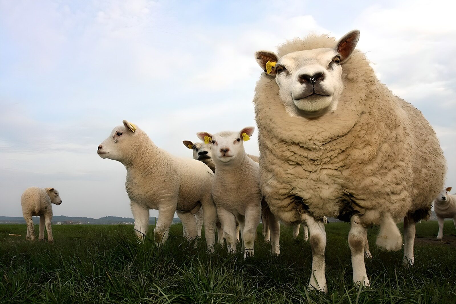 TPFR67954: Moutons dans un champ verdoyant