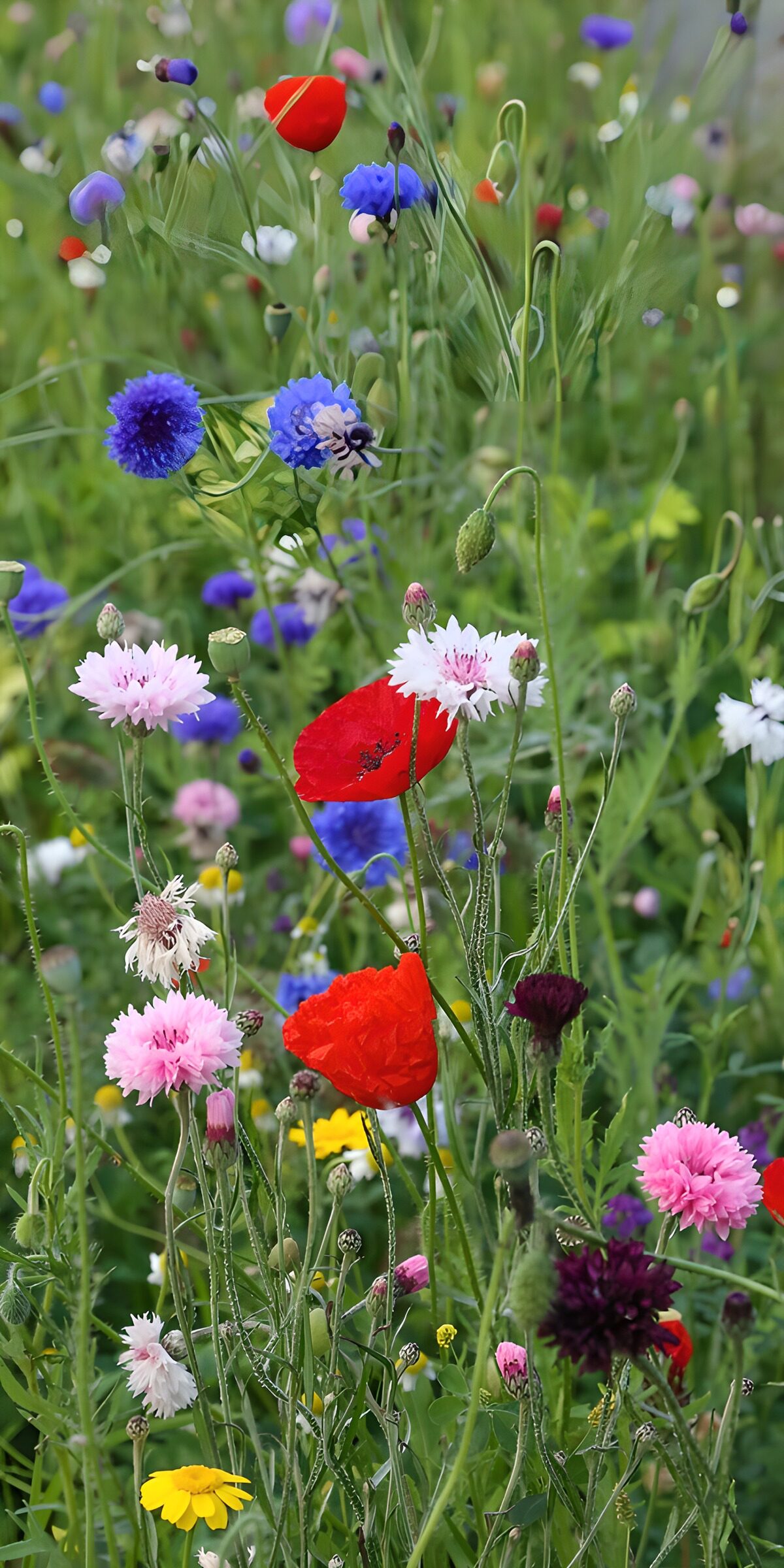 TPFR91824: Champ de fleurs sauvages colorées