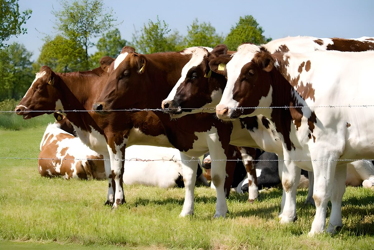 TPFR48563: Vache 18