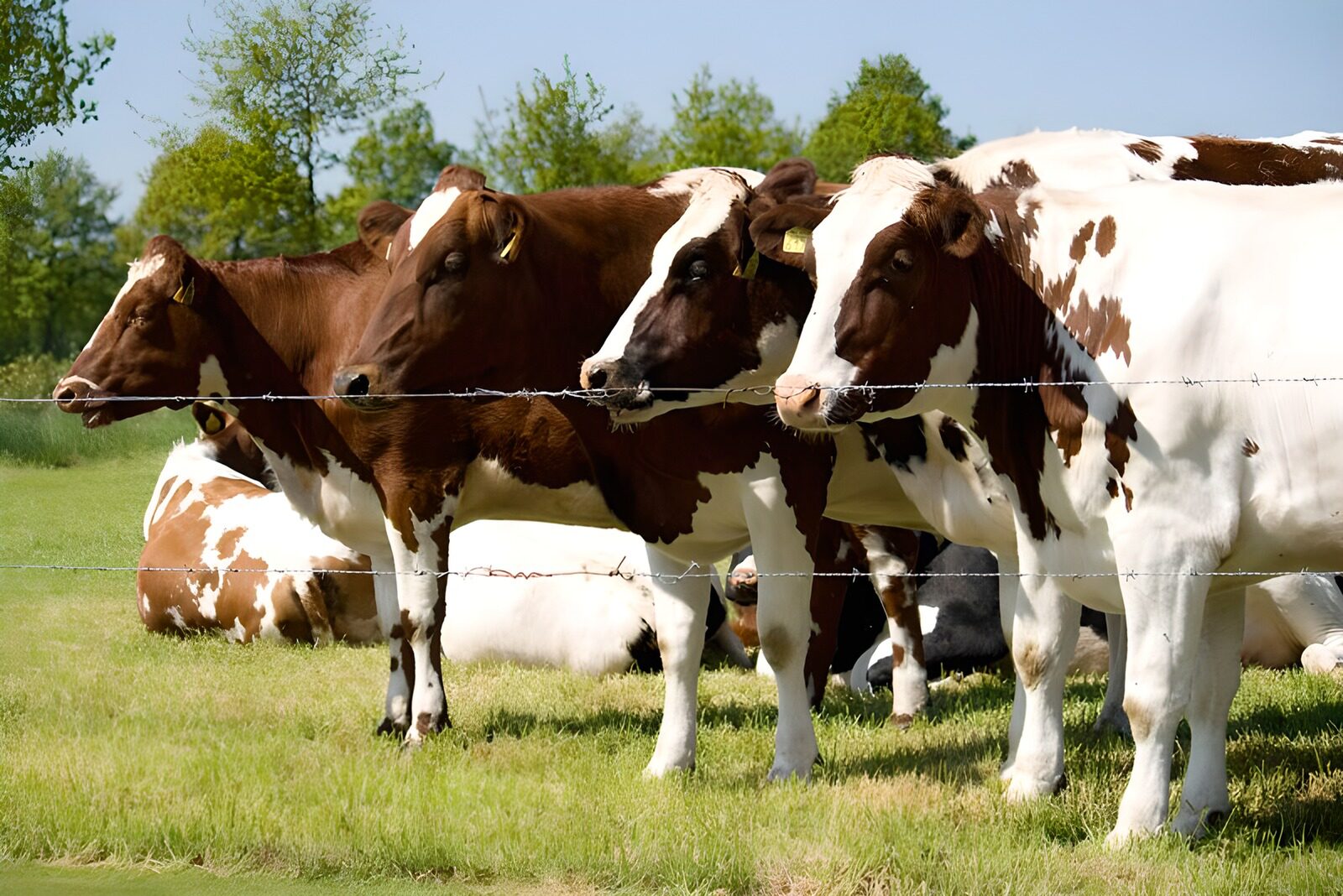 TPFR48563: Vache 18