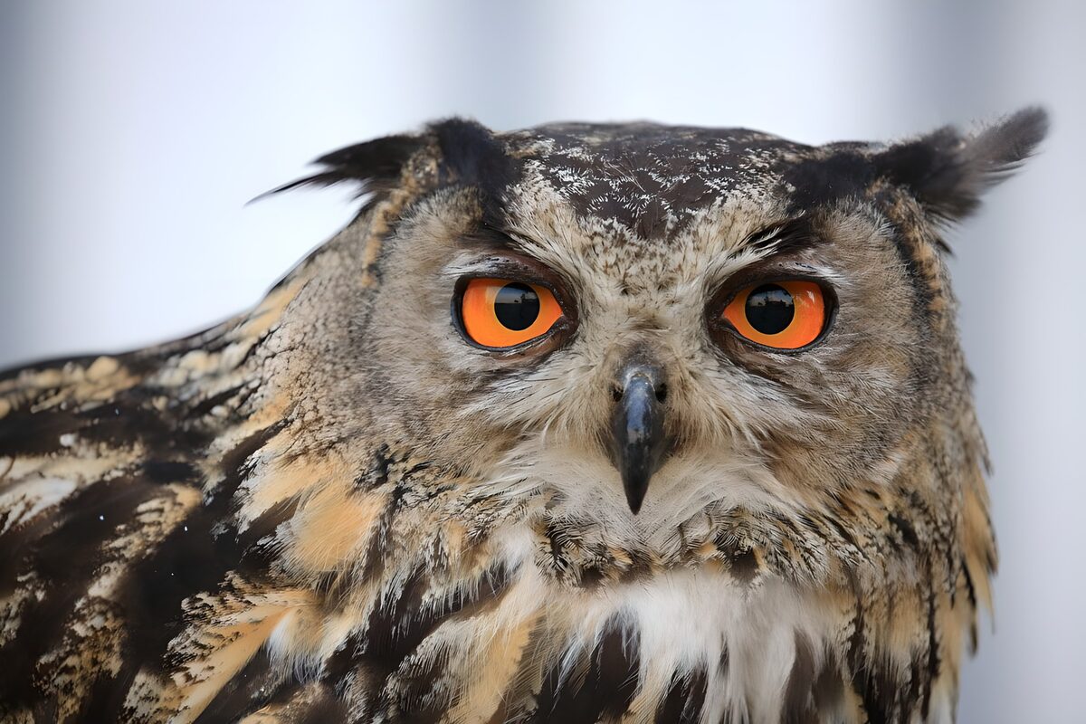 La chouette au regard perçant