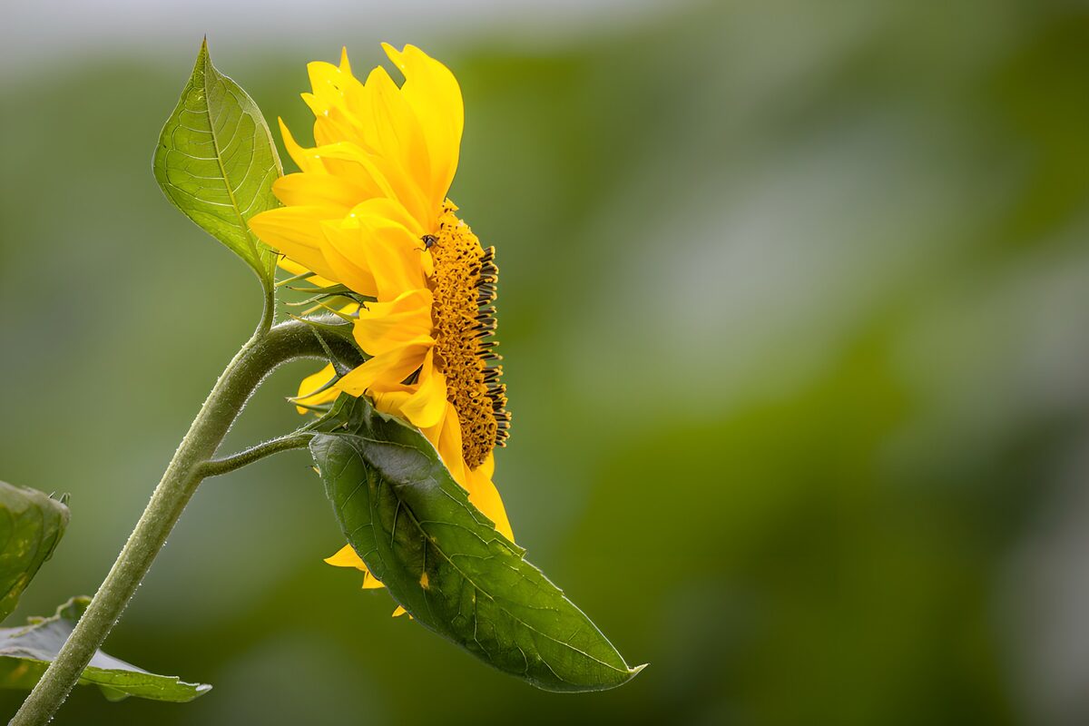 TPFR74822: Tournesol lumineux en été