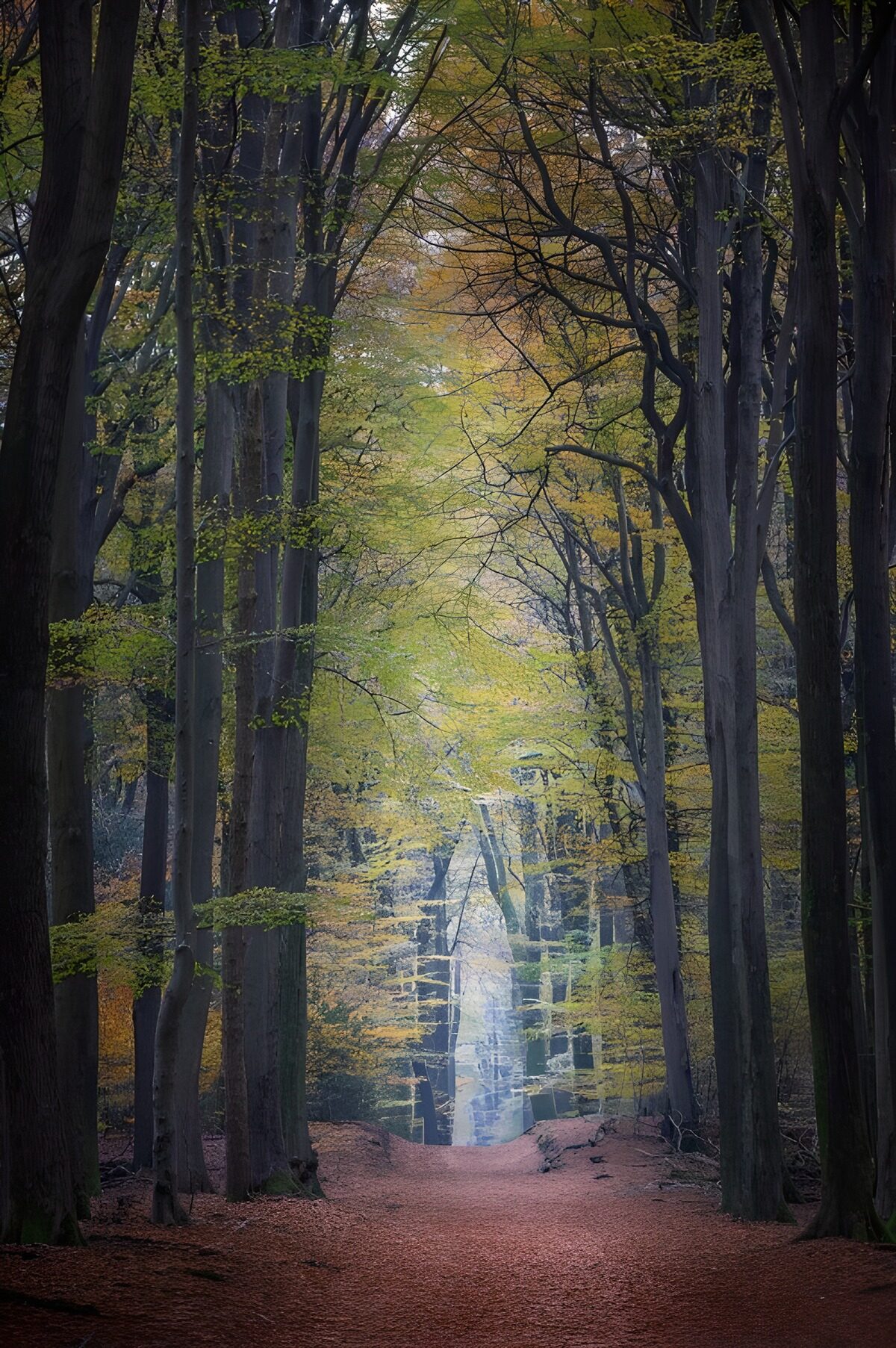 TPFR71478: Forêt d'automne paisible et mystérieuse