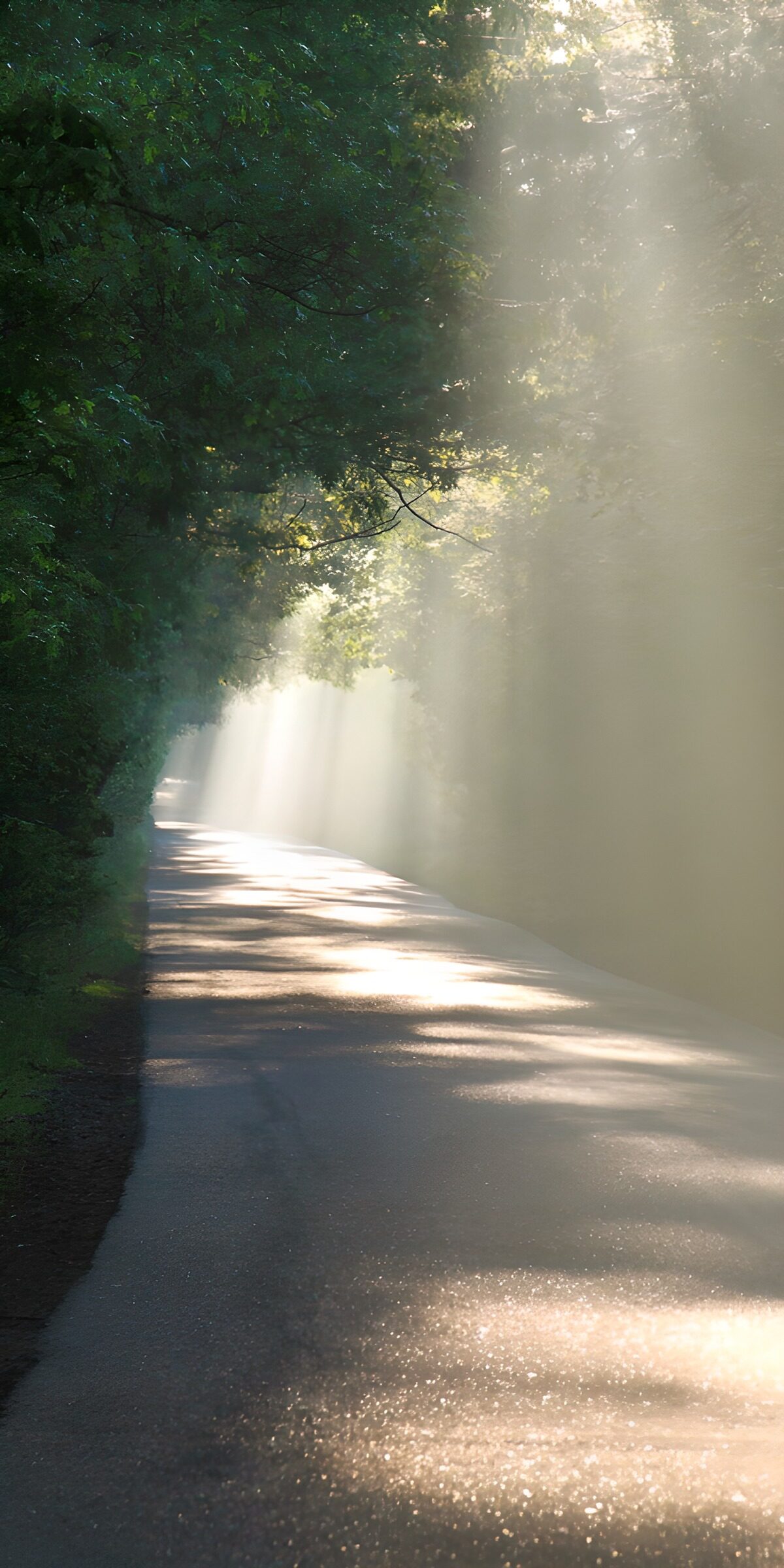TPFR88589: Chemin lumineux sous les arbres