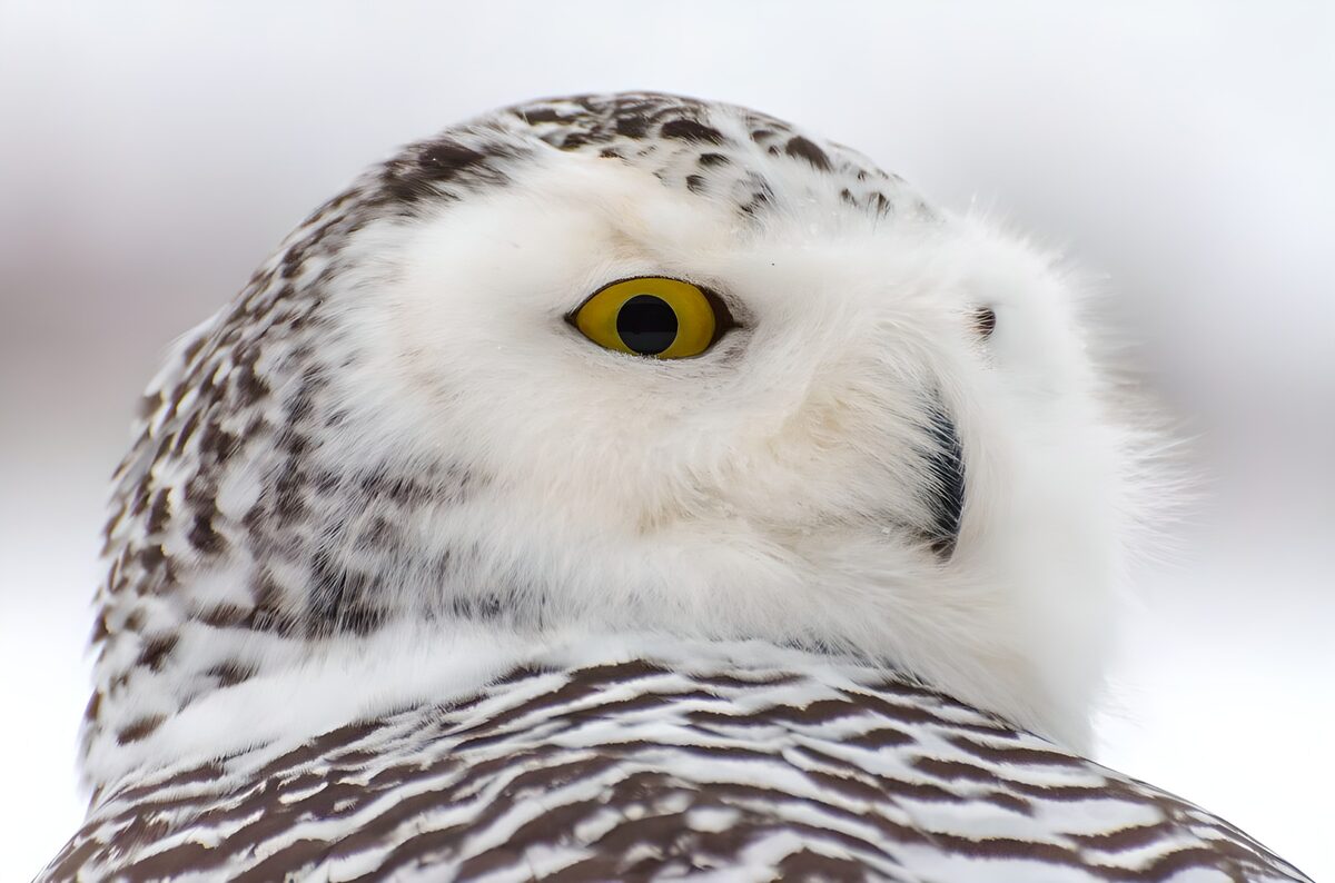 Hibou des neiges captivant