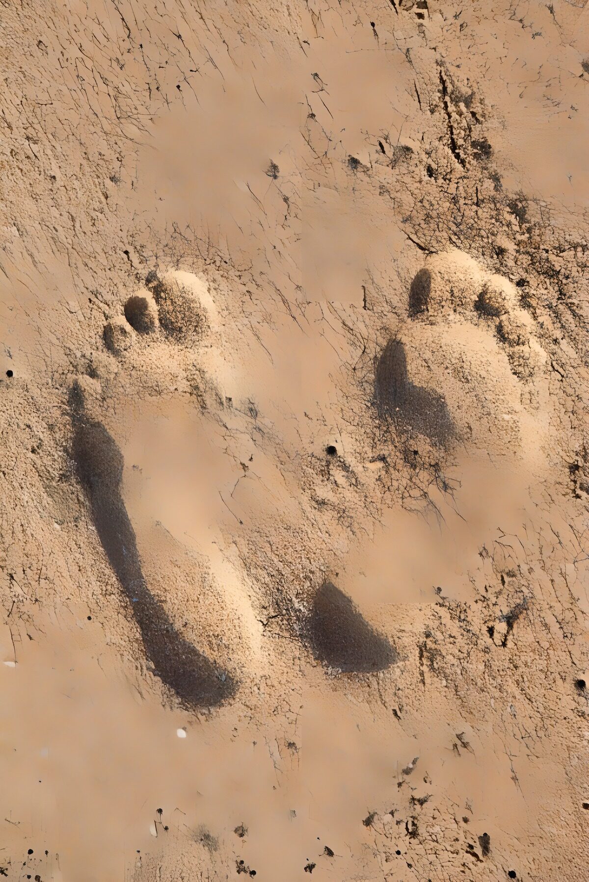 TPFR22520: Empreintes de pas sur le sable