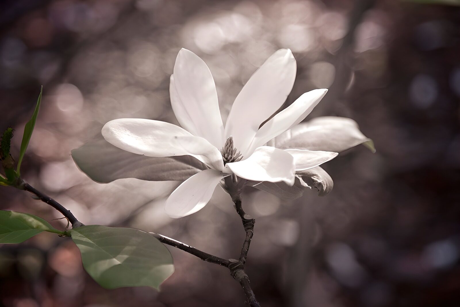 TPFR12419: Magnolia en fleur délicate