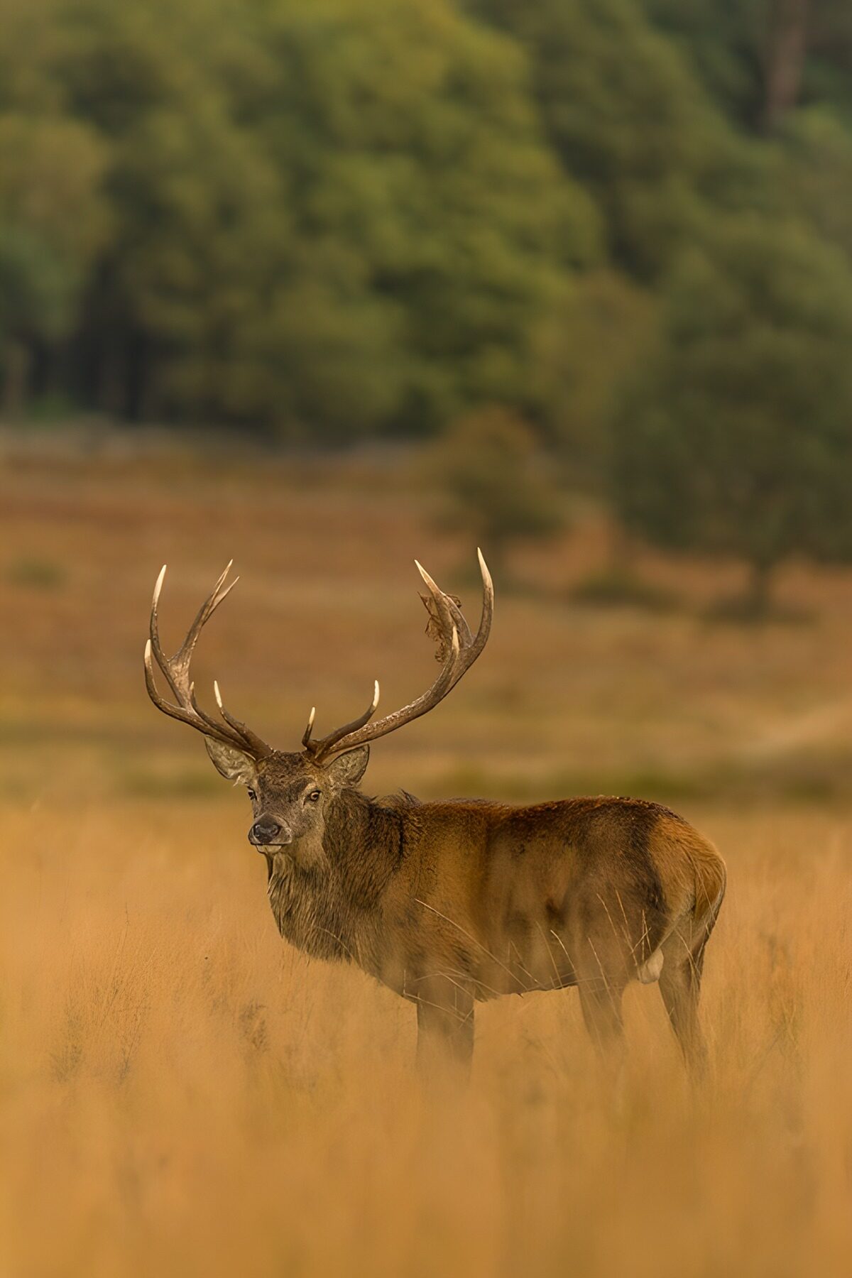 TPFR95236: Cerf majestueux dans la nature
